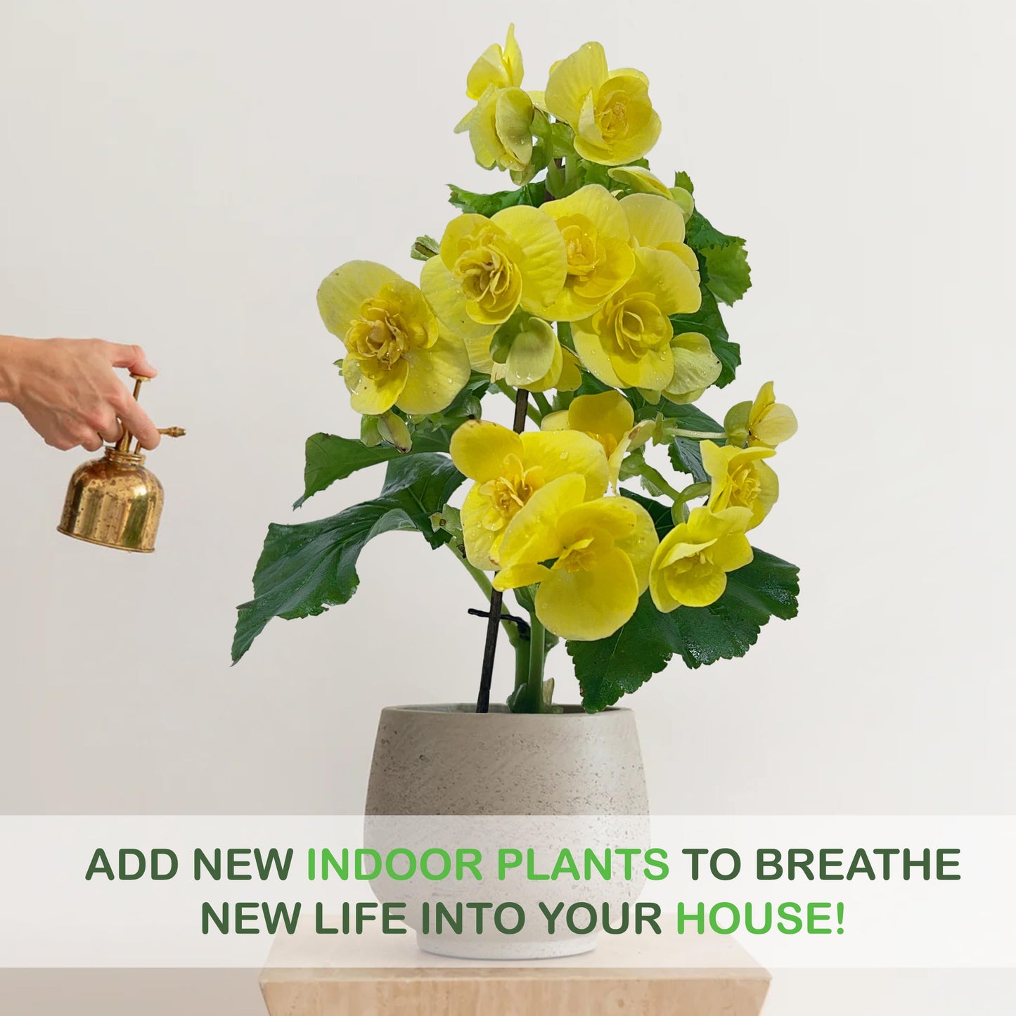 LEAL PLANTS ECUADOR Begonia Yellow (Pack of 2) – Attractive Flowering Indoor Plant,Easy Care, Air-Purifying House Plant for Wellness & Home Decor, Office Desk,Unique Sustainable Gift for Plant Lovers