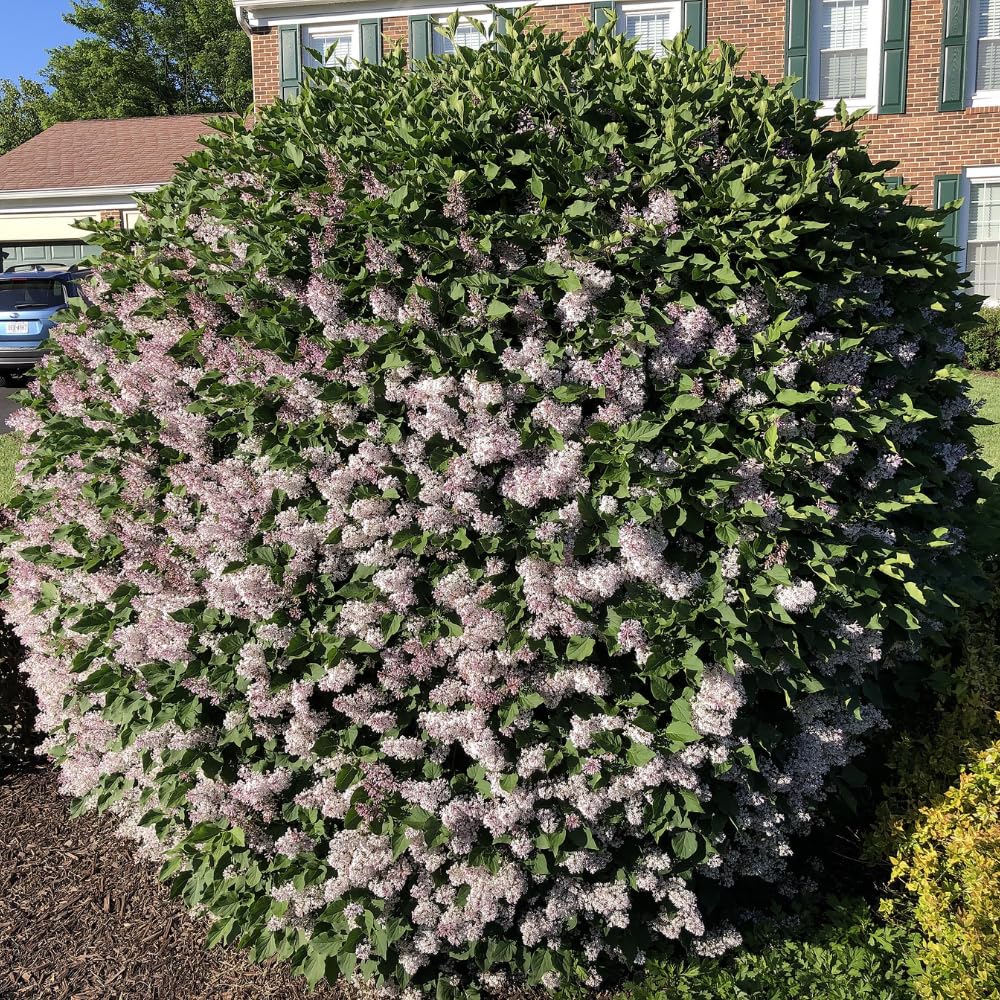 Lilac Live Plant in Pot, Hardy Shrub with Reblooming Blossoms, 1-2 Year Old Plant, Dormant in Winter, Fragrant Flowers (Lavender Lilac)