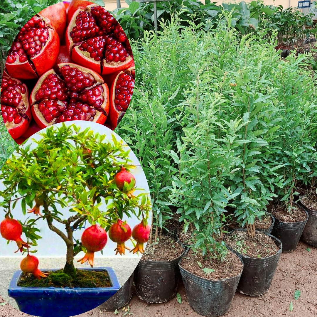 2 Fast-Growing Pomegranate Trees Live Plants, Cold Hardy, Spring Planting, Starter Size from 4 to 8 Inc, Sweet Fruit Tropical Plant