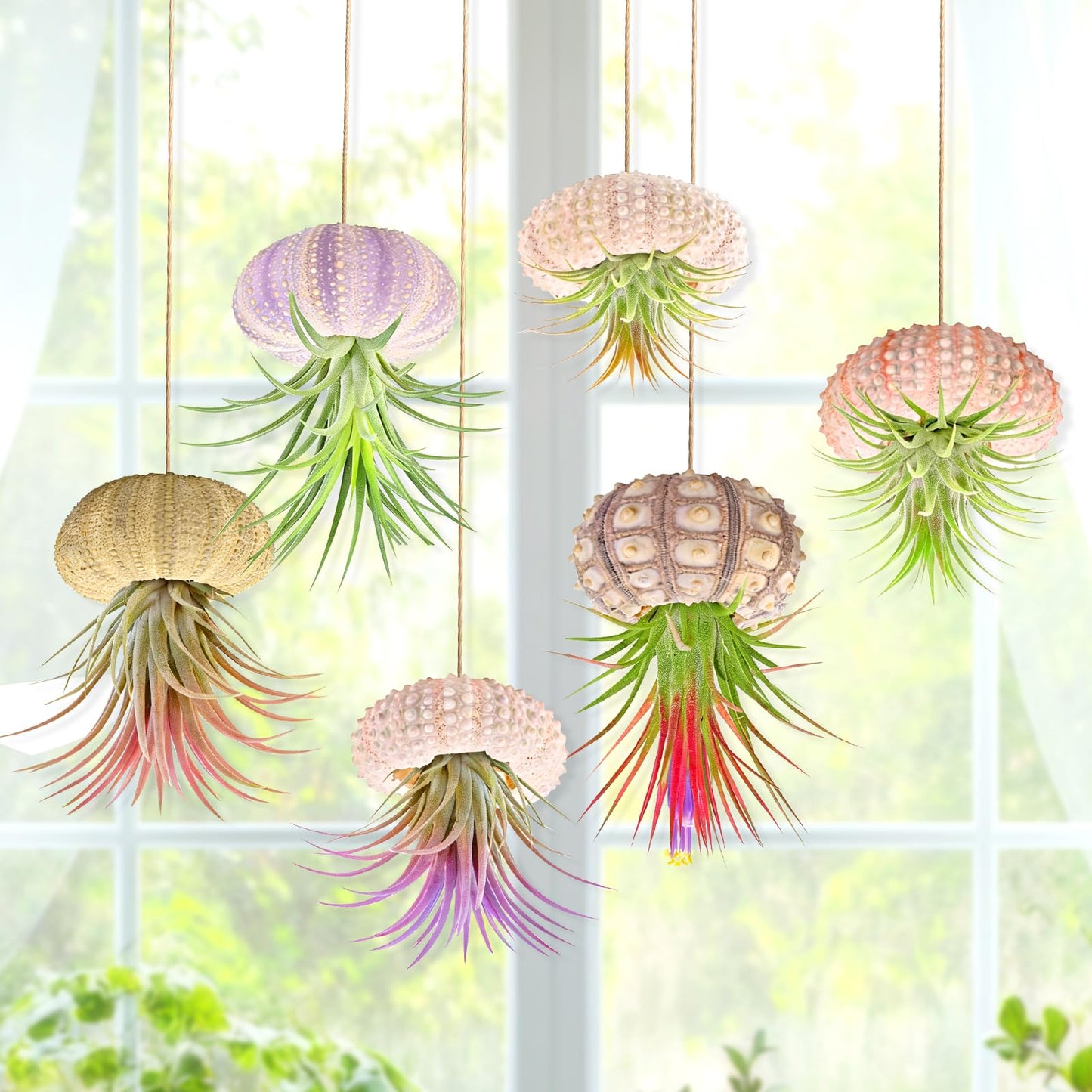 Woosytoo Hanging Air Plant Holders 6PCS – Mini Sea Urchin Shell Hanger Pots for Tillandsia & Succulent Display, Coastal Home & Garden Wall Decor, Indoor Outdoor Hanging Planter Set