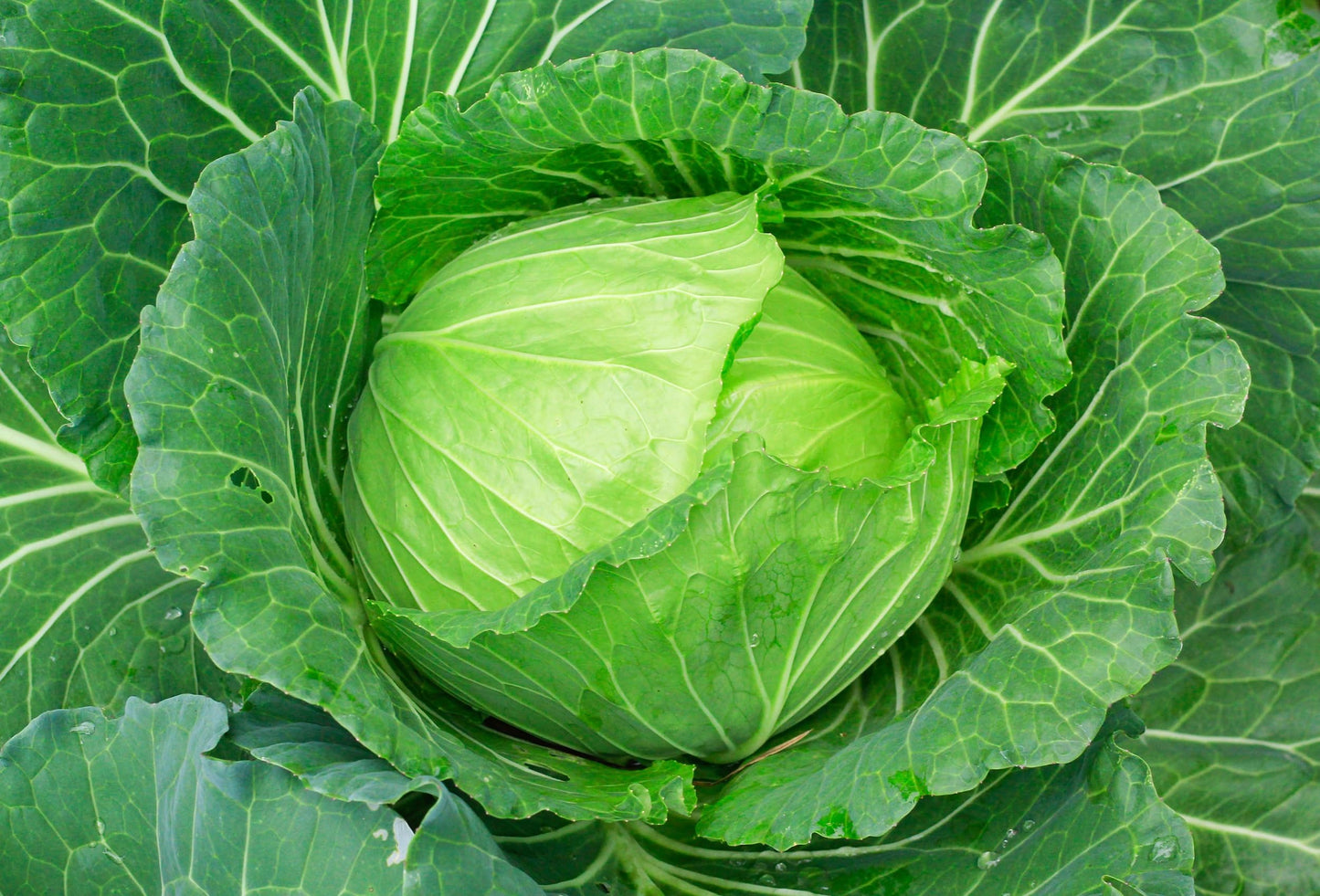 Bulk Red Acre Cabbage Seeds for Planting - 1 Pound Over 128,000 Heirloom Non GMO Seeds -Plant & Grow Outdoor Vegetable Garden