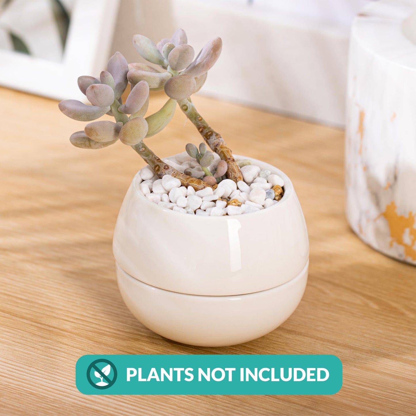 Willowy Small Succulent Pot (1 Pack) - Succulent Pots with Drainage Tray - Ceramic Plant Pots, Cactus/Succulent Planters, Small Flower Pot - No Succulents/Plants Included