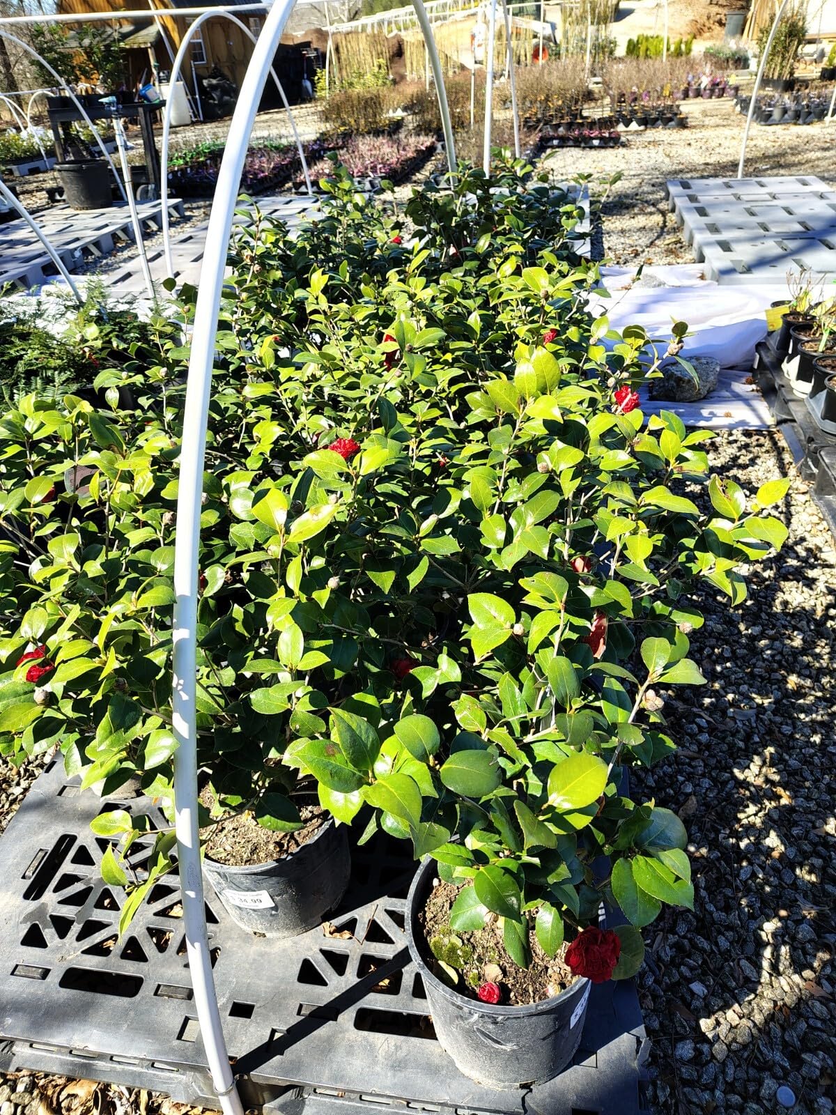 Live Plant - Professor Sargent Red Camellia Japonica - Live Plant - 3 Gallon Pot