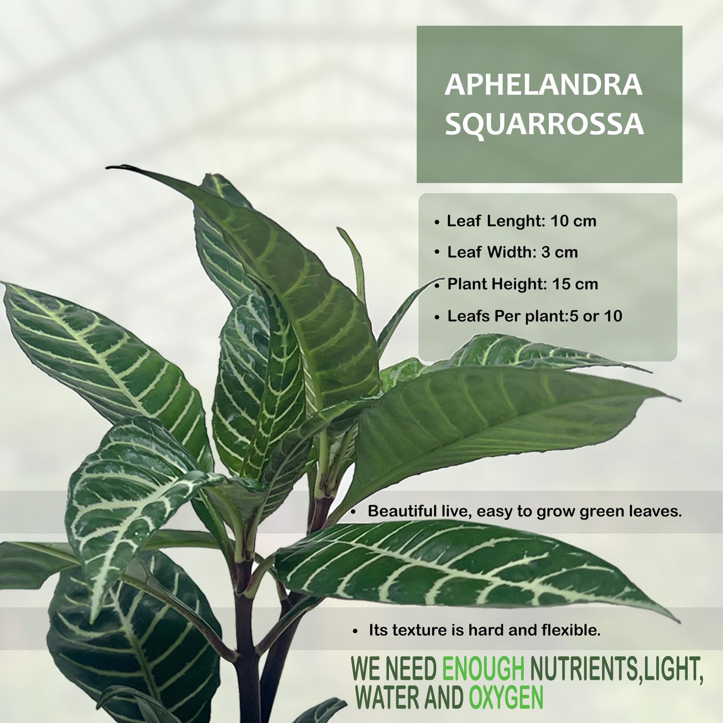 LEAL PLANTS ECUADOR Aphelandra Squarrosa Zebra Plant (Pack of 2)– Striking Foliage House Plant Easy Care, Air-Purifying Indoor Plant for Wellness & Home Decor, Office Desk, Unique Sustainable Gift