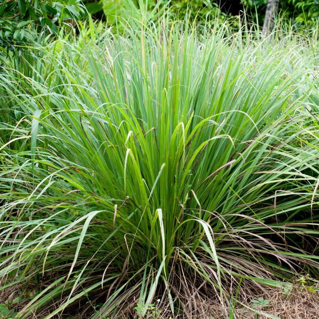 2 Lemon Grass Live Plants, Lemongrass Plant Pot 4'', 10 Inches Tall