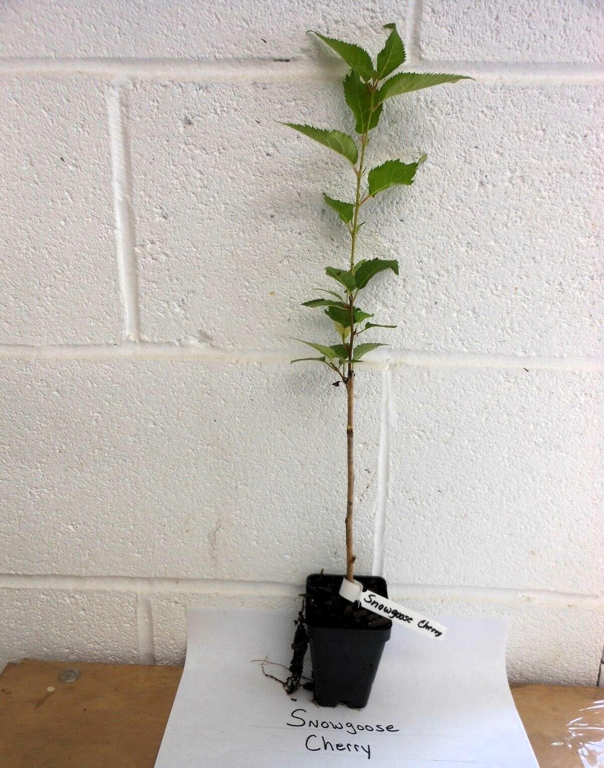 2 Snowgoose Flowering Cherry Trees Live Plants 2" Pot - Not Ship to CA