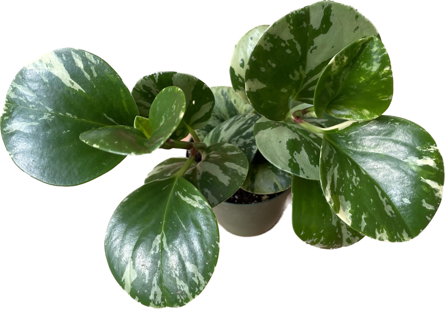 Live Rubber Plant - Peperomia Marble - Peperomia Obtusifolia Marble Variegated - Available in 3", 4", and 6" Pots - CA Seller - Ideal Gift for Home, Office - Peperomia Live Plant (4" Pot)