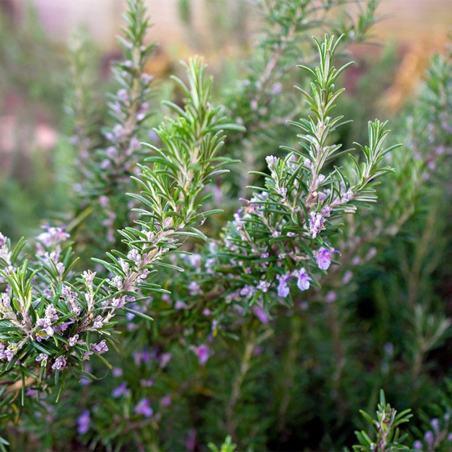 Perfect Plants Southern Living Chef's Choice Rosemary Bush in 1 Gallon Pot | Live Plant | Edible, Aromatic herb for Home Cooking and Gardening | Great for Cooking and Grilling | Zones 7-10
