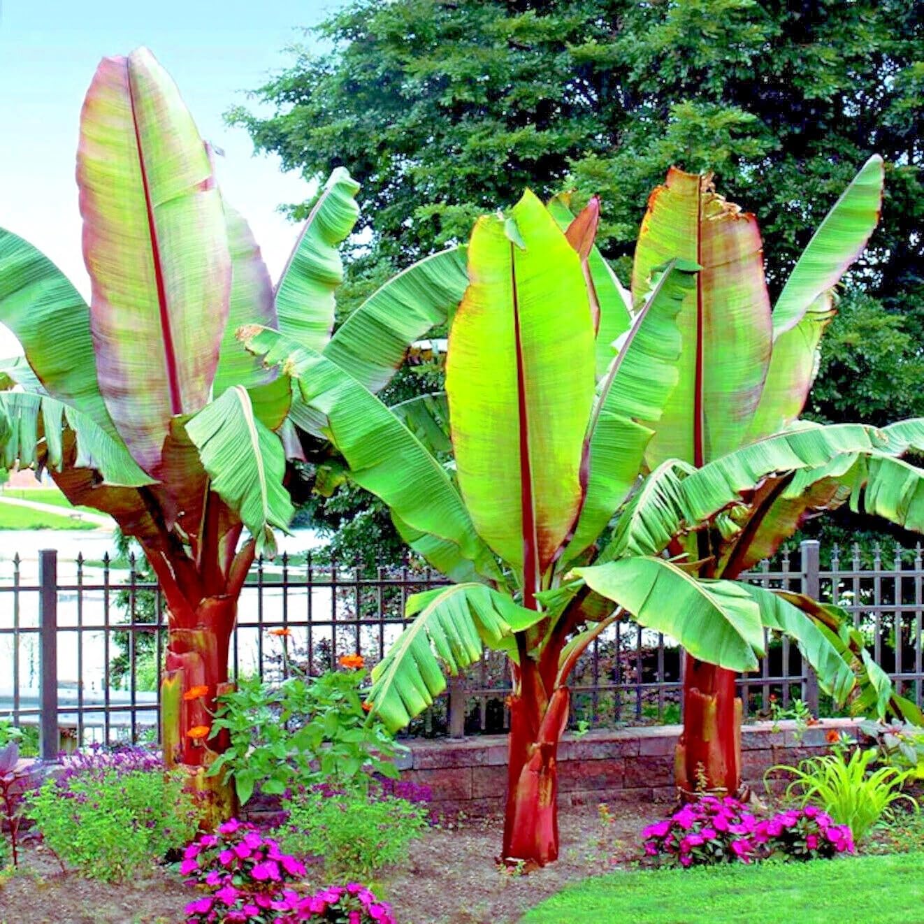 Red Abyssinian Banana (Ensete Maurelii) 5-9" Live Plant - Giant Red Leaf Ornamental Tree - Fast Growing Tropical Focal Point - Huge Container Accent
