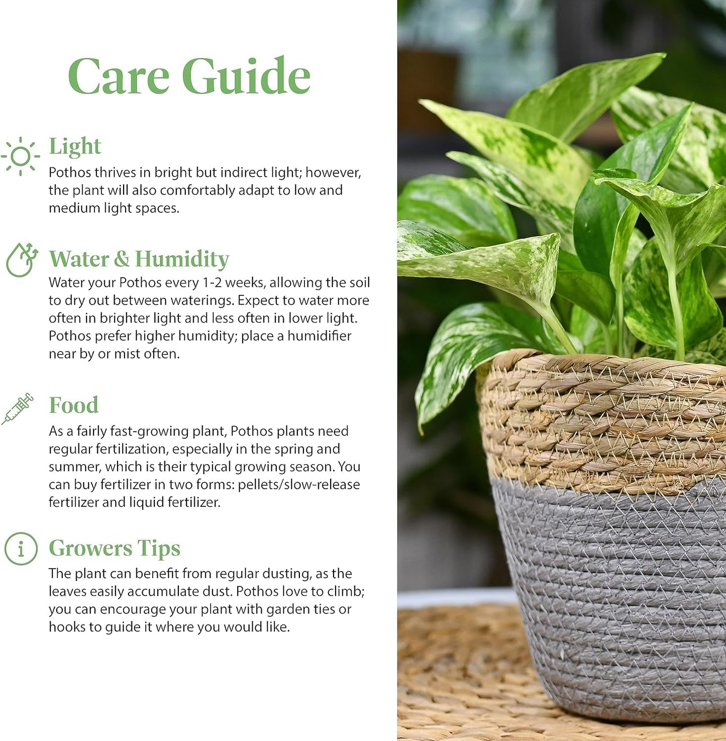 American Plant Exchange Golden Pothos 4-Inch Pot – Easy-Care Trailing Houseplant, Air-Purifying Vine for Home & Office, Low-Maintenance Indoor Plant for Hanging Baskets & Shelves