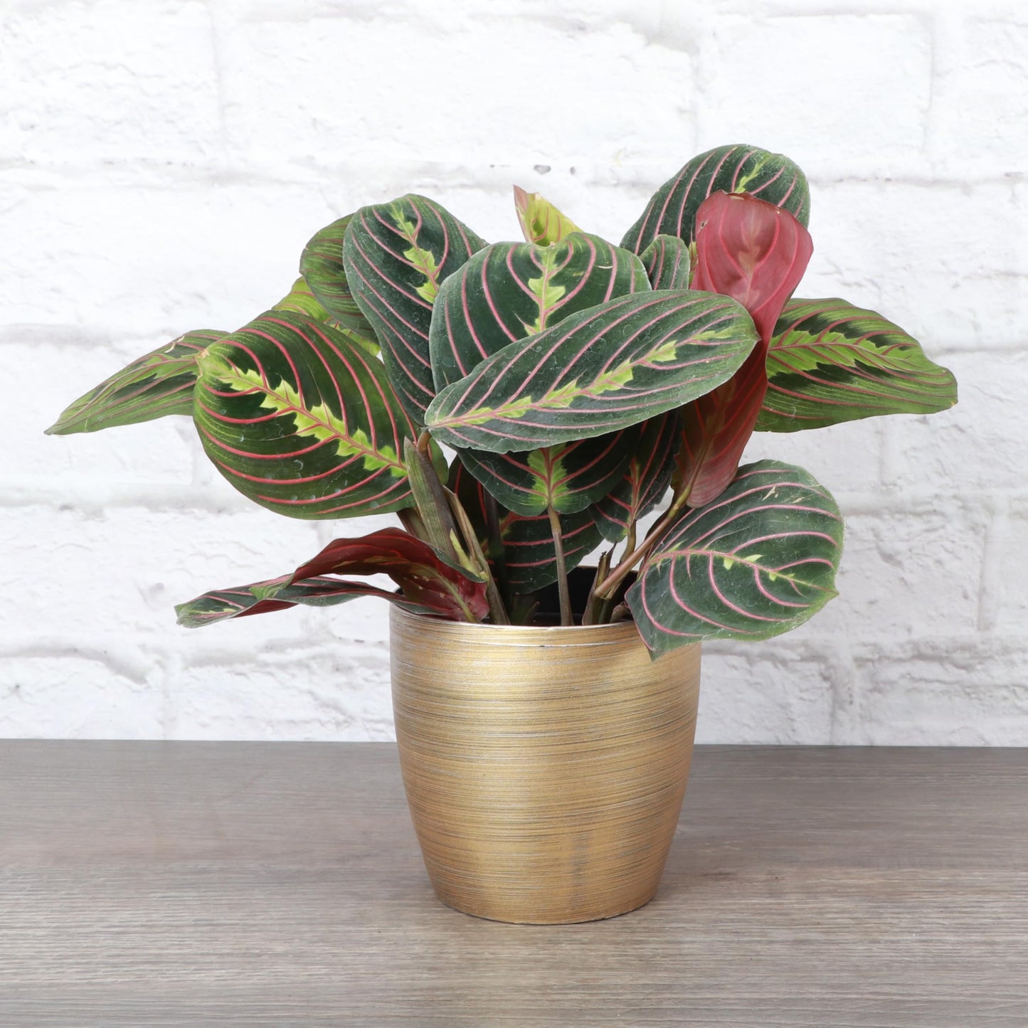 Thorsen's Greenhouse Red Prayer Plant, Live Indoor Plant, Pet Friendly, Popular Houseplant, Red Maranta, Easy to Grow, 4" Diameter Pot (Gold)