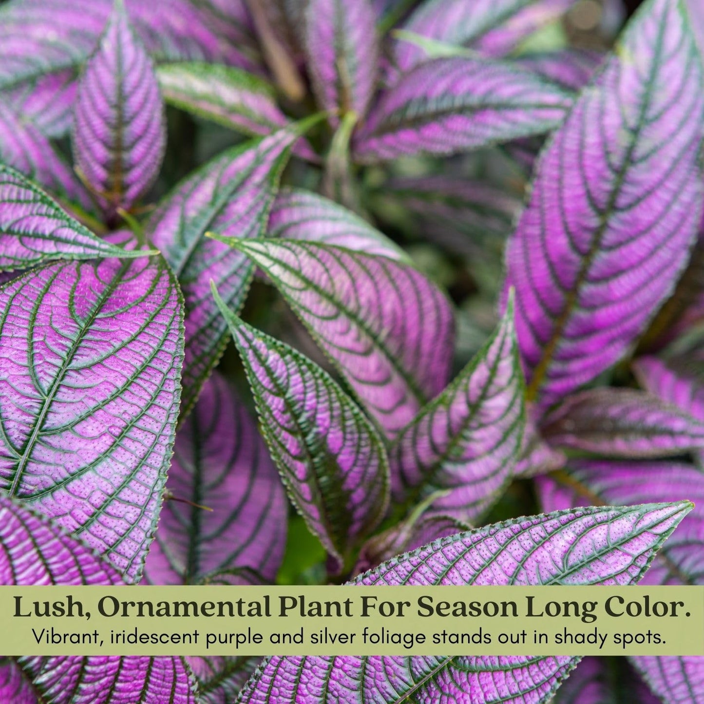 Clovers Garden Persian Shield (Strobilanthes) Plants Two (2) Live Plants – Non-GMO - Not Seeds - Each 4" to 8" Tall – in 4" Inch Pots - Exotic Foliage, Low Maintenance