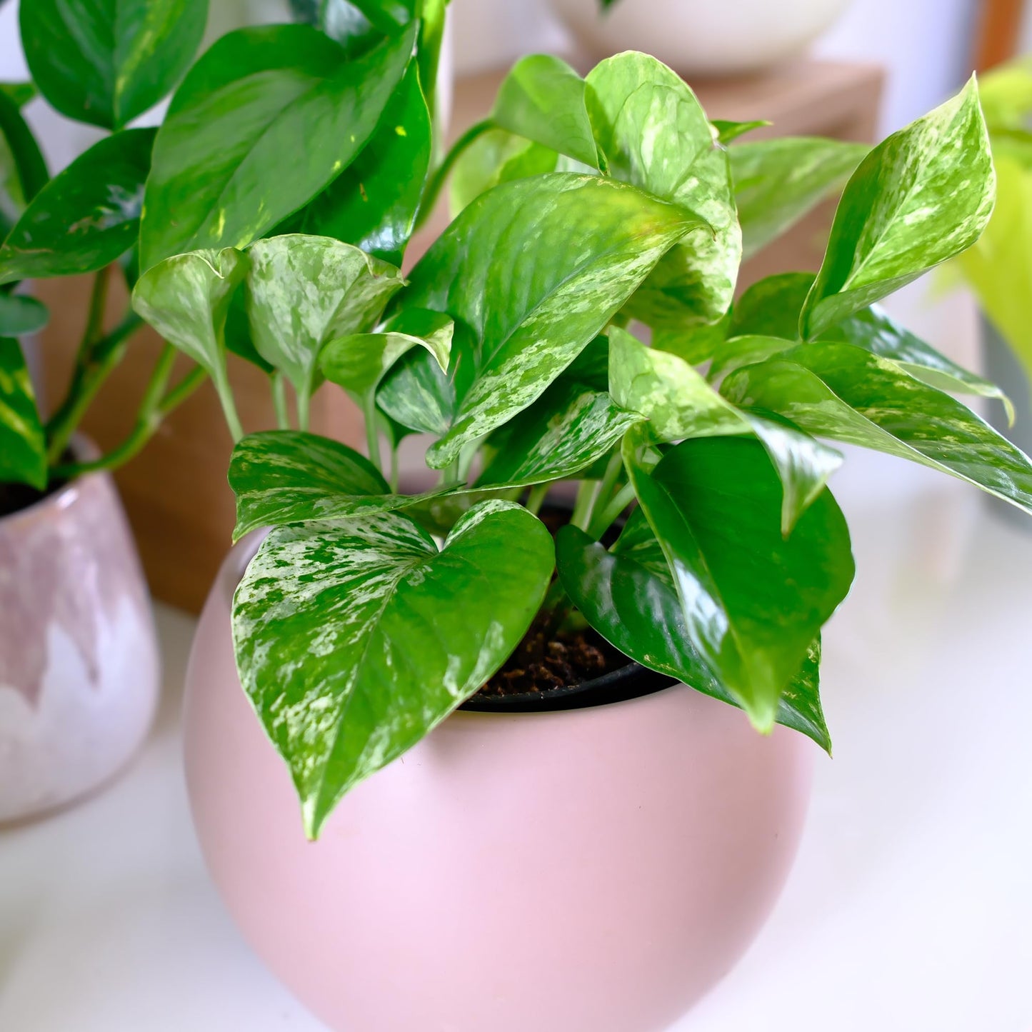 Live Pothos Plants (3PK) Indoor Plants Live Houseplants Mix Pack, Pothos Live Plant Box, Epipremnum Aureum, House Plants Indoors Live Plants, Real Plant Decor, Devils Ivy Vine by Plants for Pets