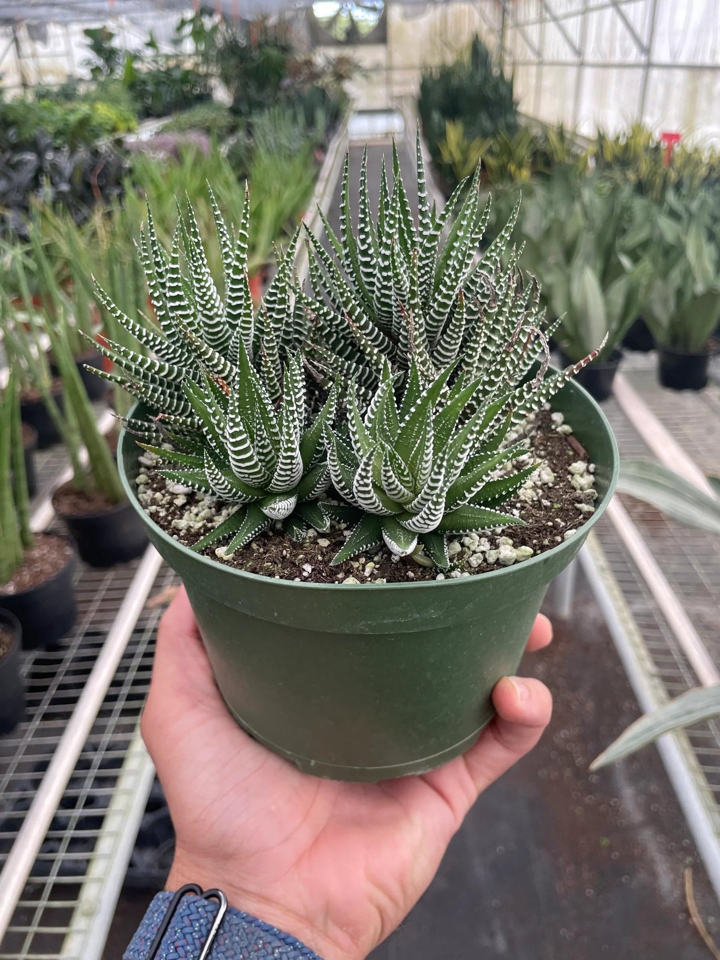 10 Pack Zebra Succulent in 4in Pot - Live Plants Tropical Houseplants | Variegated | USA Growers | The Snobby Leaf