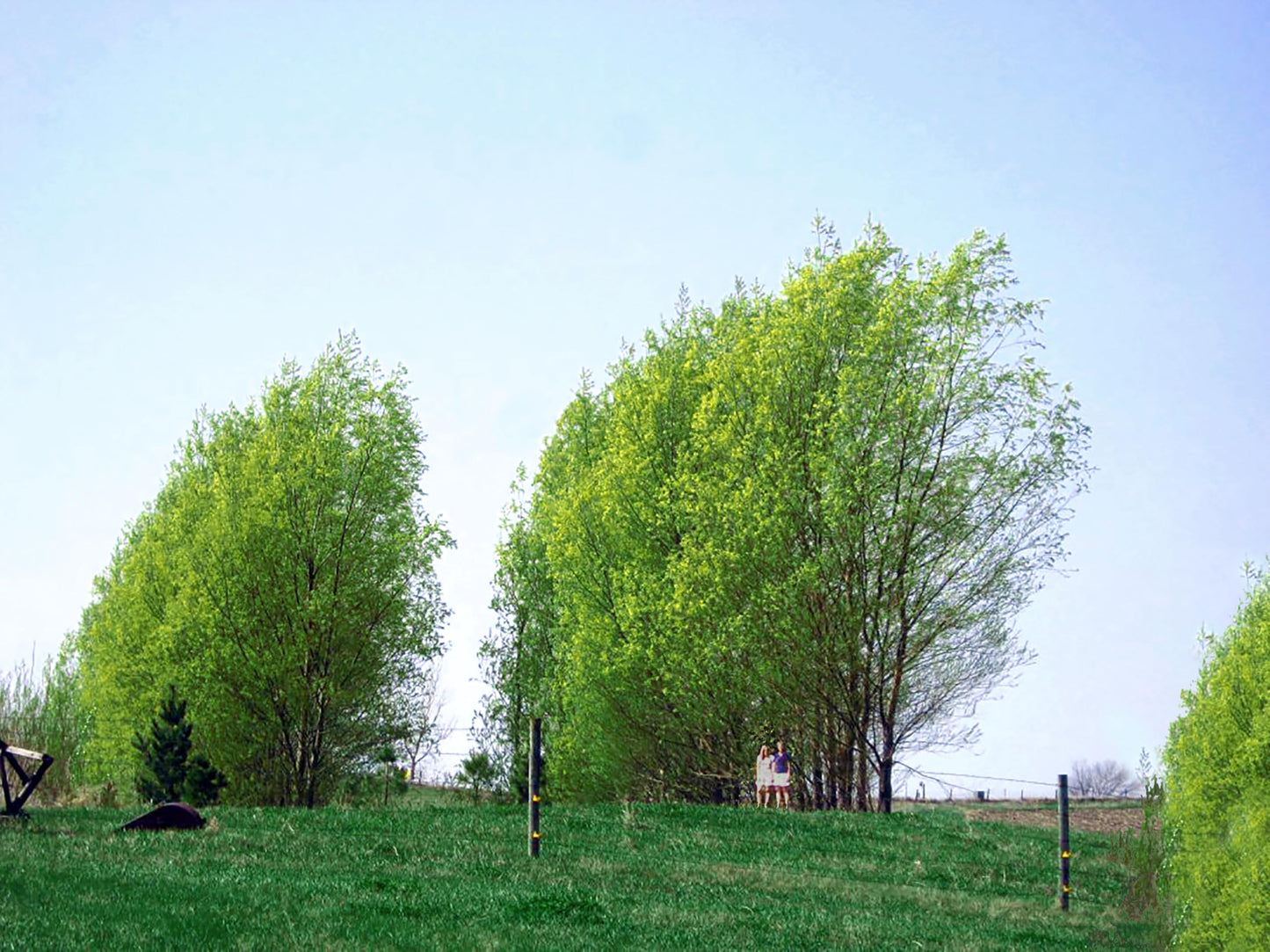 Austree Hybrid Willow Tree Plants for Growing | Fast Privacy Hedge Row, Wind Block, Shade | Fast Growing - 6-10 Feet per Year (12 Trees)