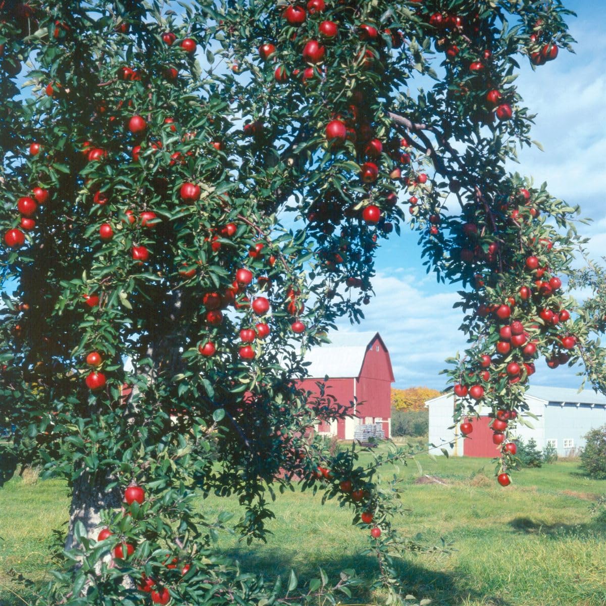 Red Delicious Apple Tree, 1 Gallon Live Nursery Pot, Sweet, Juicy Fruit | Arbor Day Foundation (Due to Agricultural Laws, Unavailable to CA, WA or AZ)