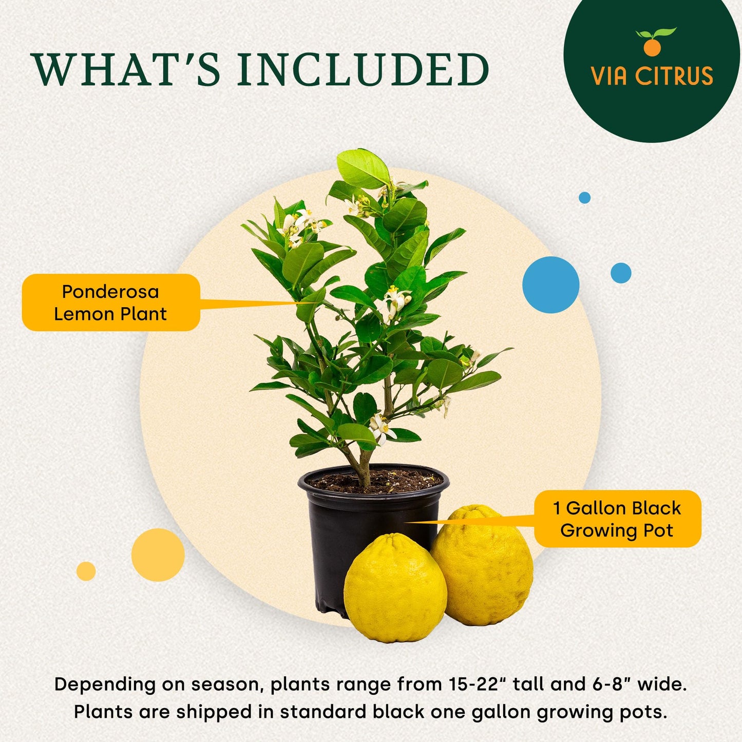 Ponderosa Lemon Tree Live Plants 13" - 22" Tall Indoor Outdoor Fruit Tree Plant Growing, Live Citrus Plant Mothers Day Gift for Mom Home Garden Patio Use, Cannot Ship CA AL AZ TX LA by Via Citrus