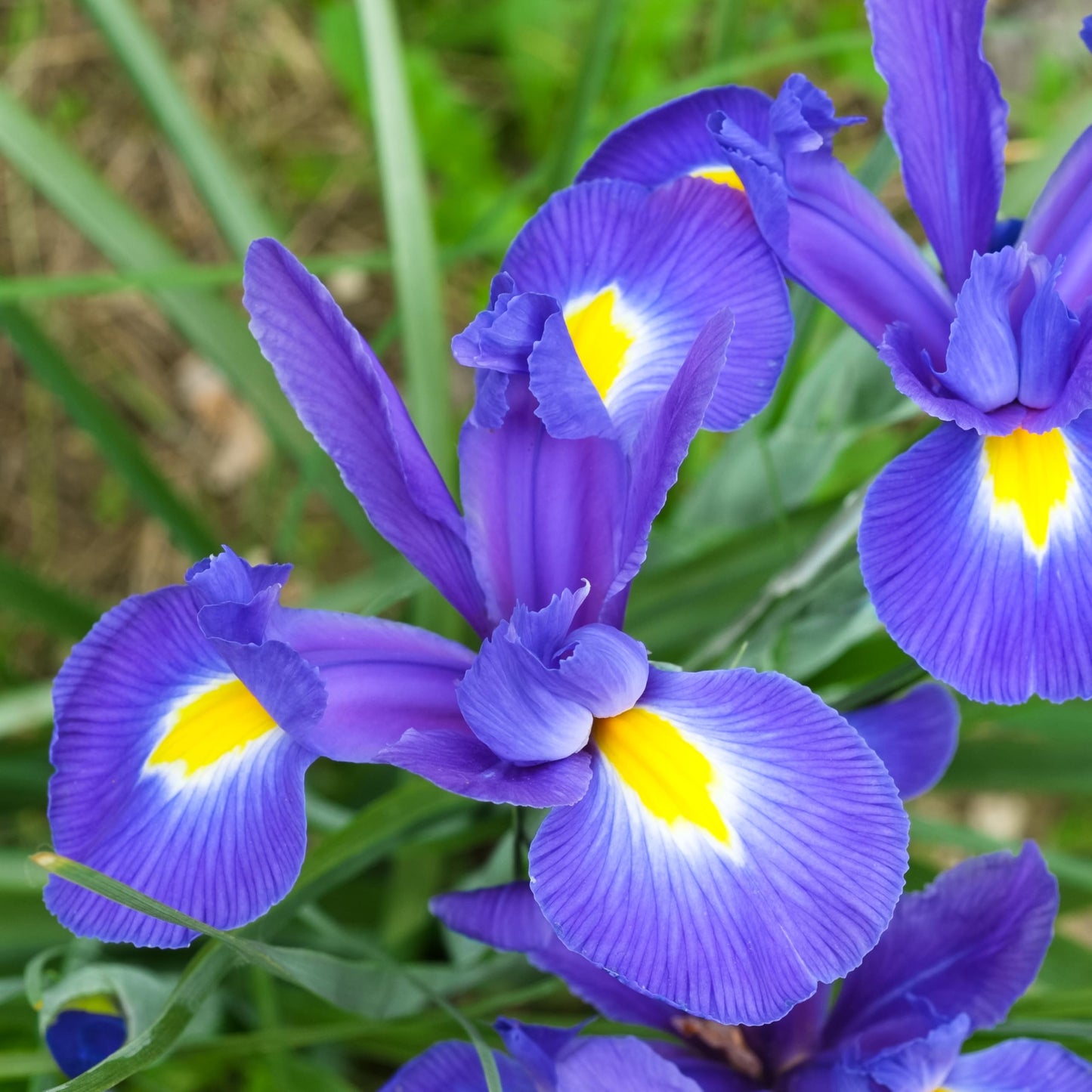 Dutch Iris Bulb Collection – Premium Mixed Blooms in Blue, White & Yellow | Late Spring Hardy Perennial Flowers for Beds, Borders & Containers – Attracts Pollinators – Zones 3–8 - (45 Bulbs)