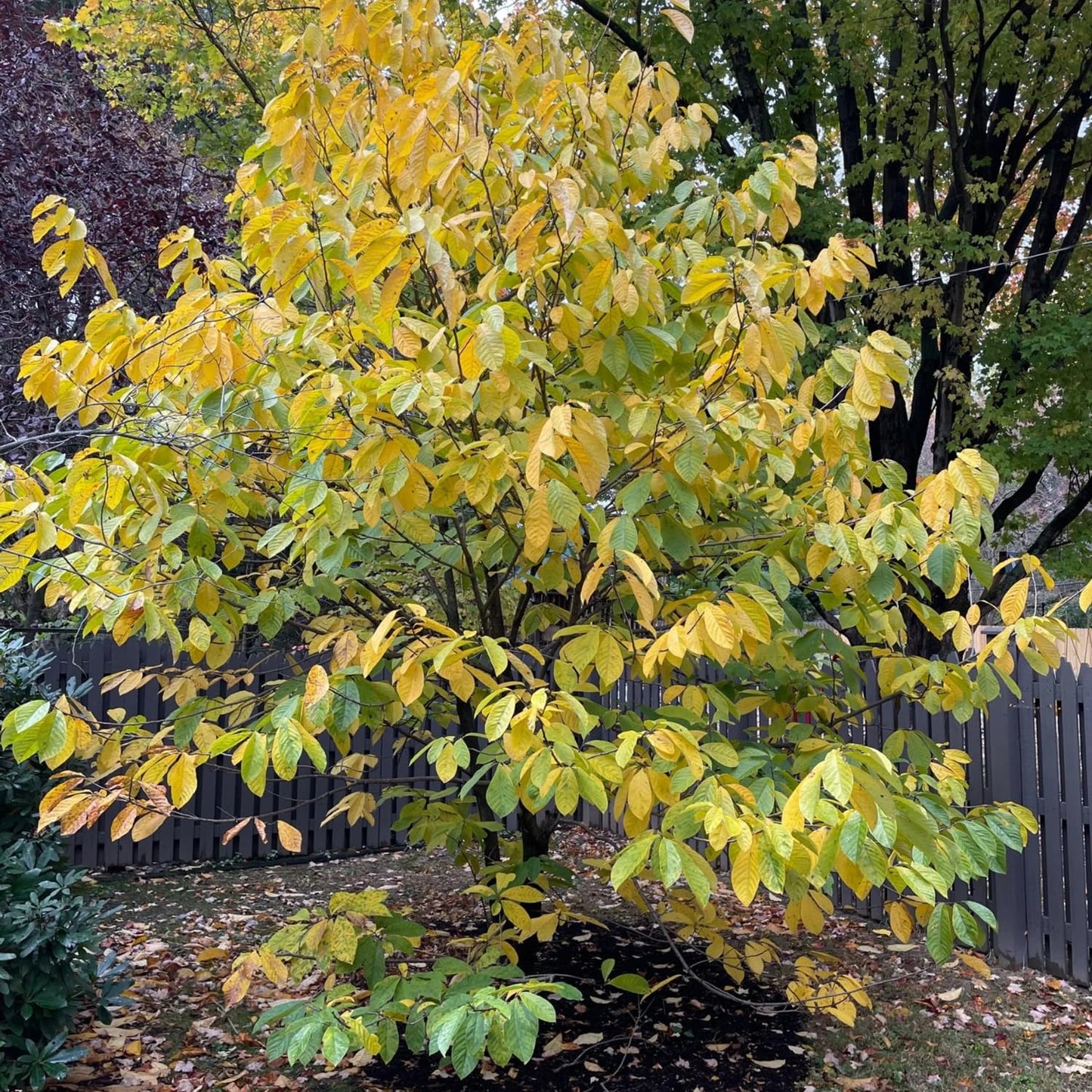 2 Pots Pawpaw Trees Live Plants, 7-13 Inches Height, in Quart Pots, Cold Hardy Paw Paw Fruit Trees for Planting