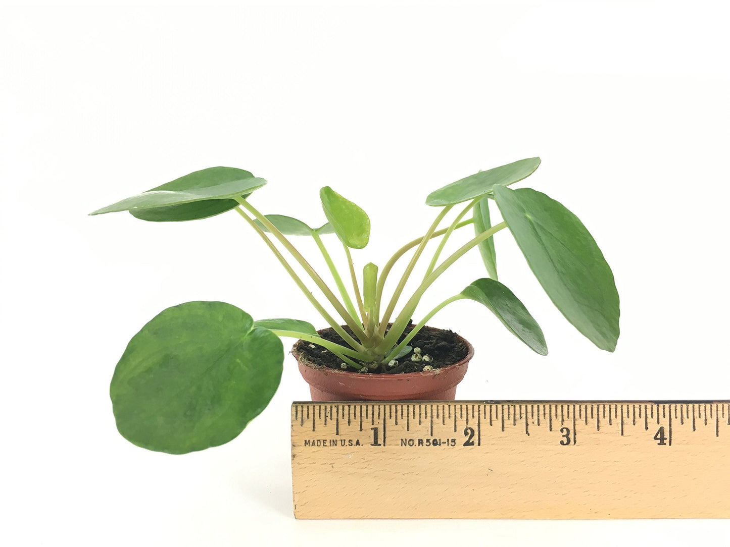 Pilea peperomioides (2" Pot) (Chinese Money Plant/Pancake Plant/UFO Plant)