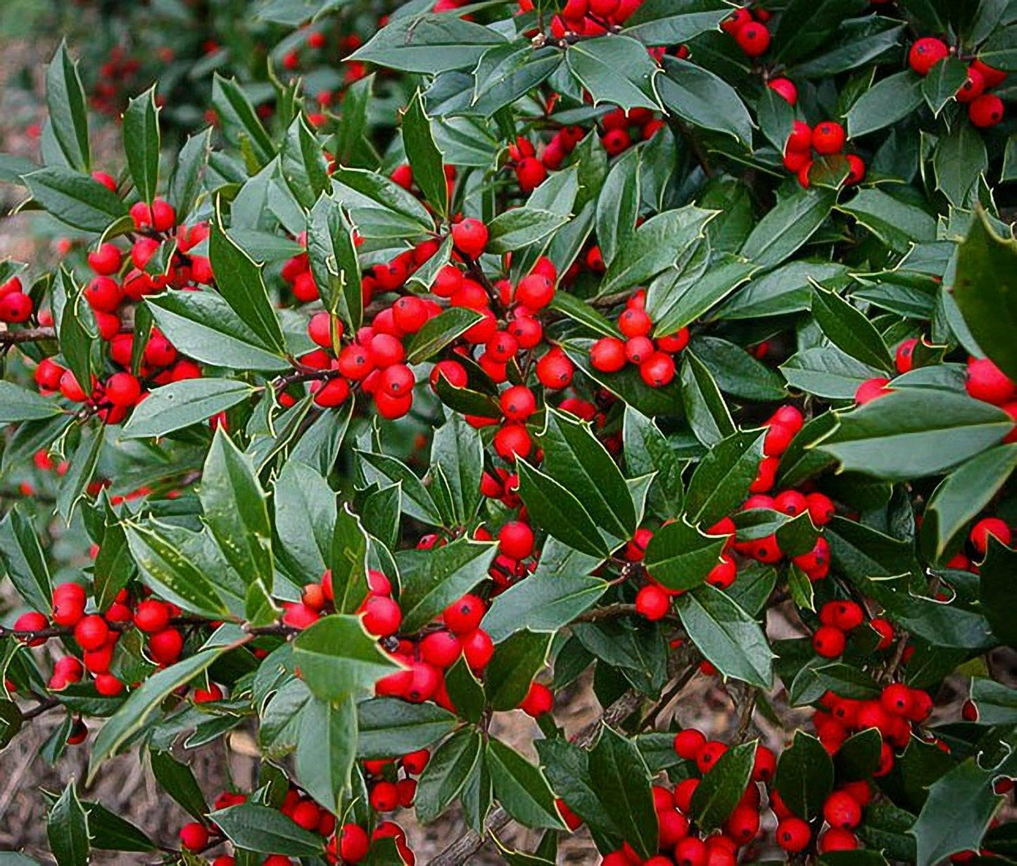 Live Plant - Foster Holly Shrub/Hedge - Live Potted Tree - 12-24" Tall Plant - Gallon Pot