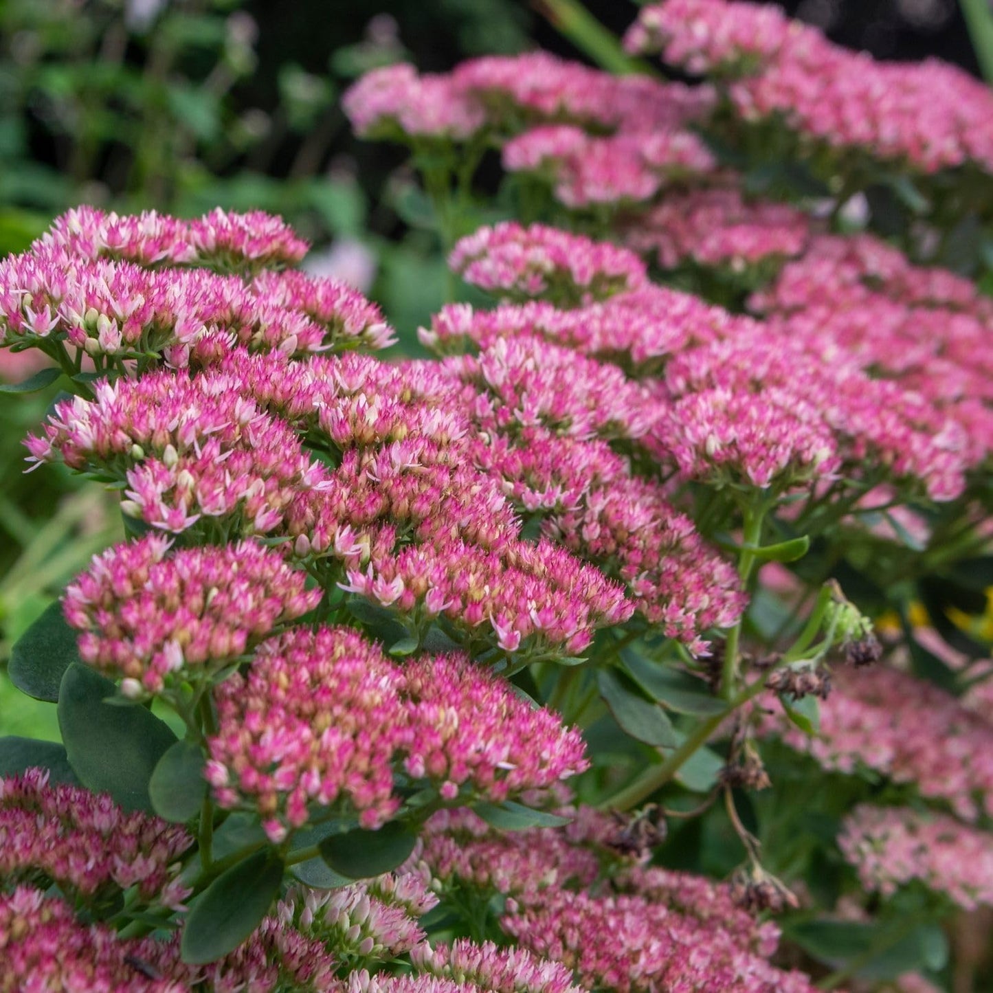Clovers Garden Sedum Autumn Joy Plants – Two (2) Live Plants – Non-GMO - Not Seeds - Each 4" to 8" Tall – in 4" Inch Pots – Perennial, Pollinator Friendly