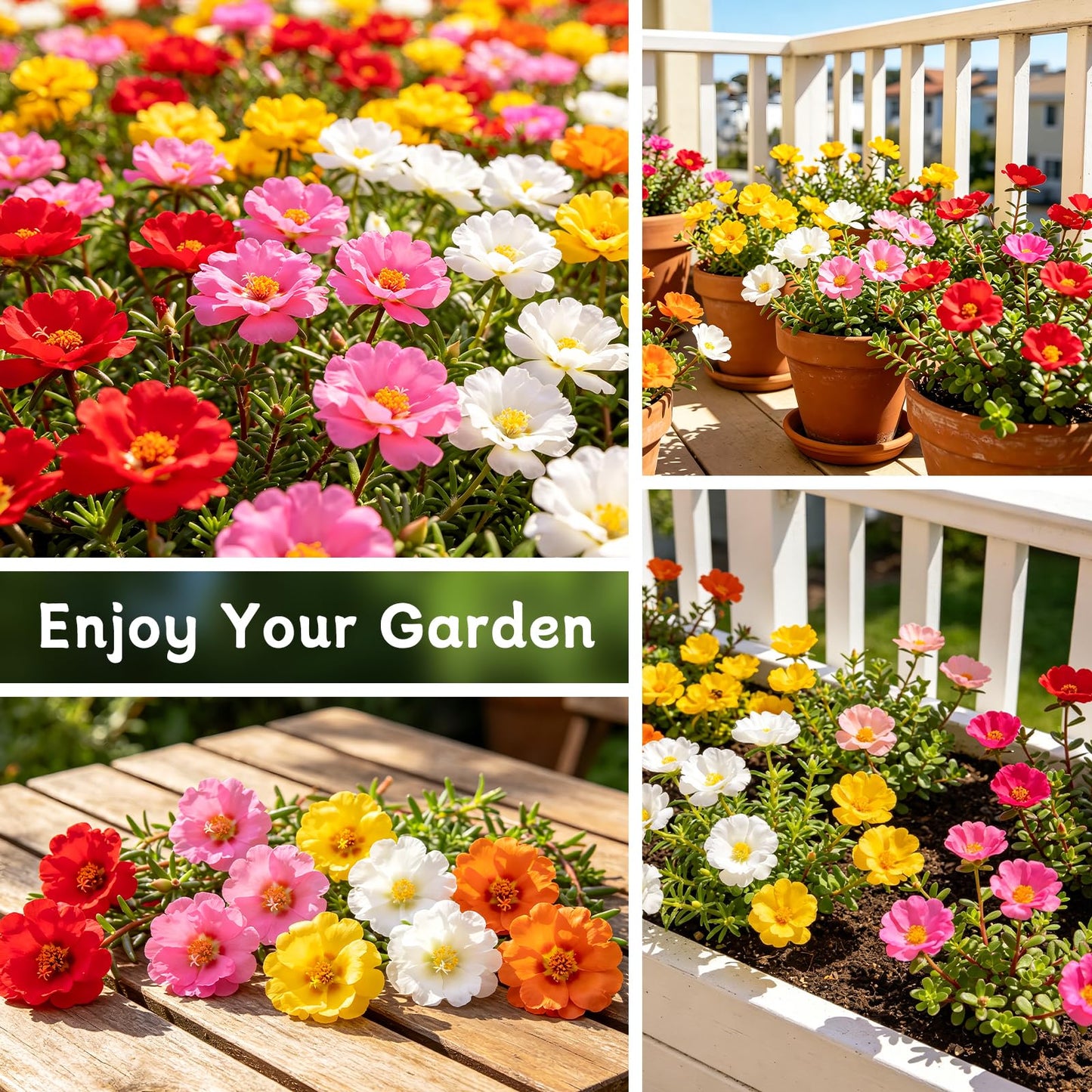 Moss Rose Seeds, 10,000+ Bulk Flower Seeds for Planting Outdoors(99% Pure Live, Non-GMO), Mixed Colors and Large Blooms, Attracts Pollinators, Easy to Grow