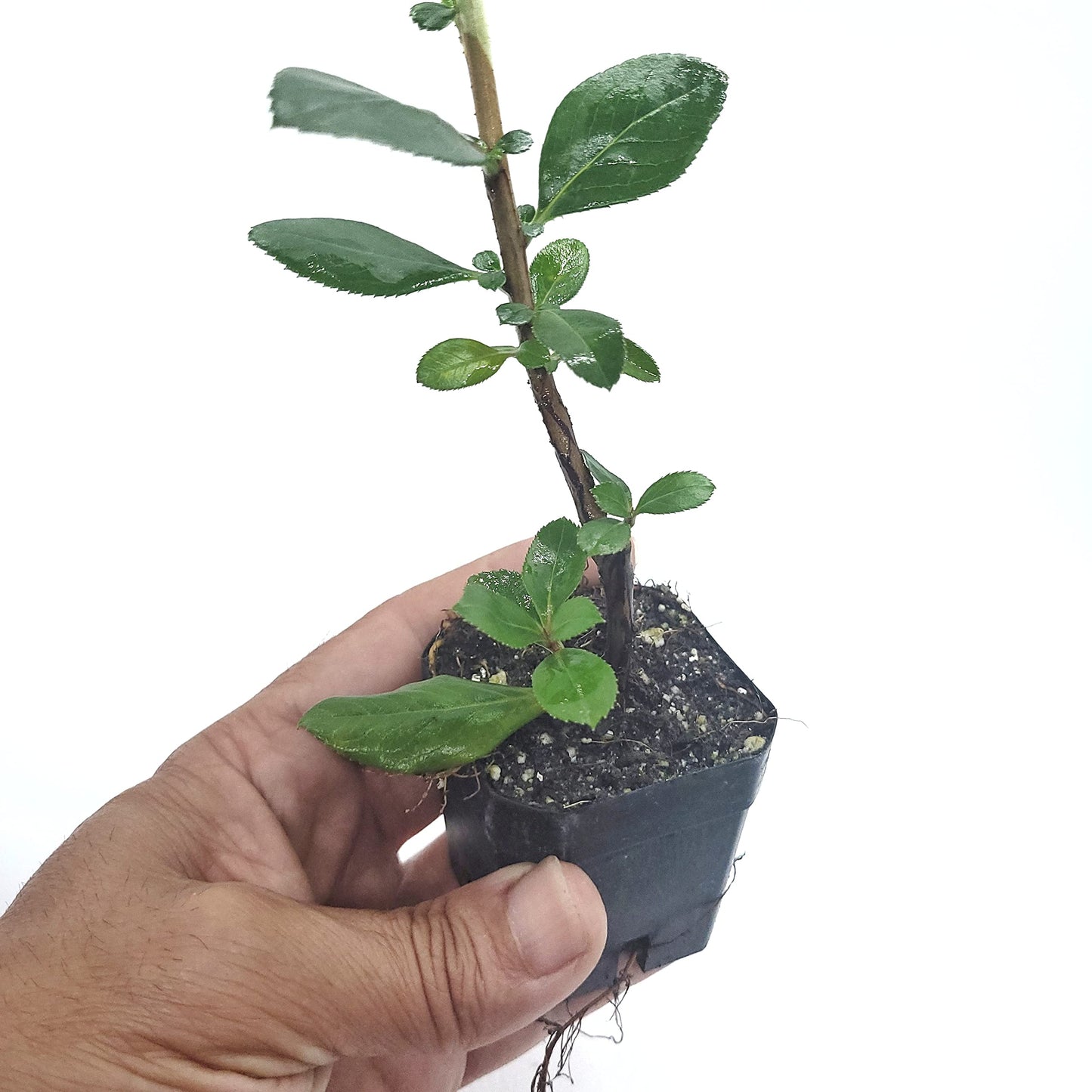 Pink Escallonia Fradesii | Live Plant One Stem 2" Pot Starter Plant | California Grown