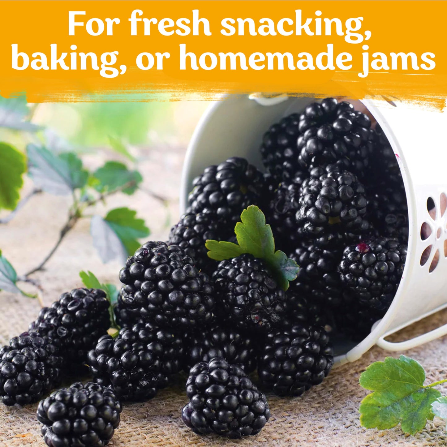 KVITER 600 Giant Thornless BlackBerry Seeds (Rubus Fruticosus) – Triple Crown BlackBerry Bush Seed, Huge & Sweet Organic Fruit Berries – Blackberries Heirloom Seeds for Outdoor Garden & Containers