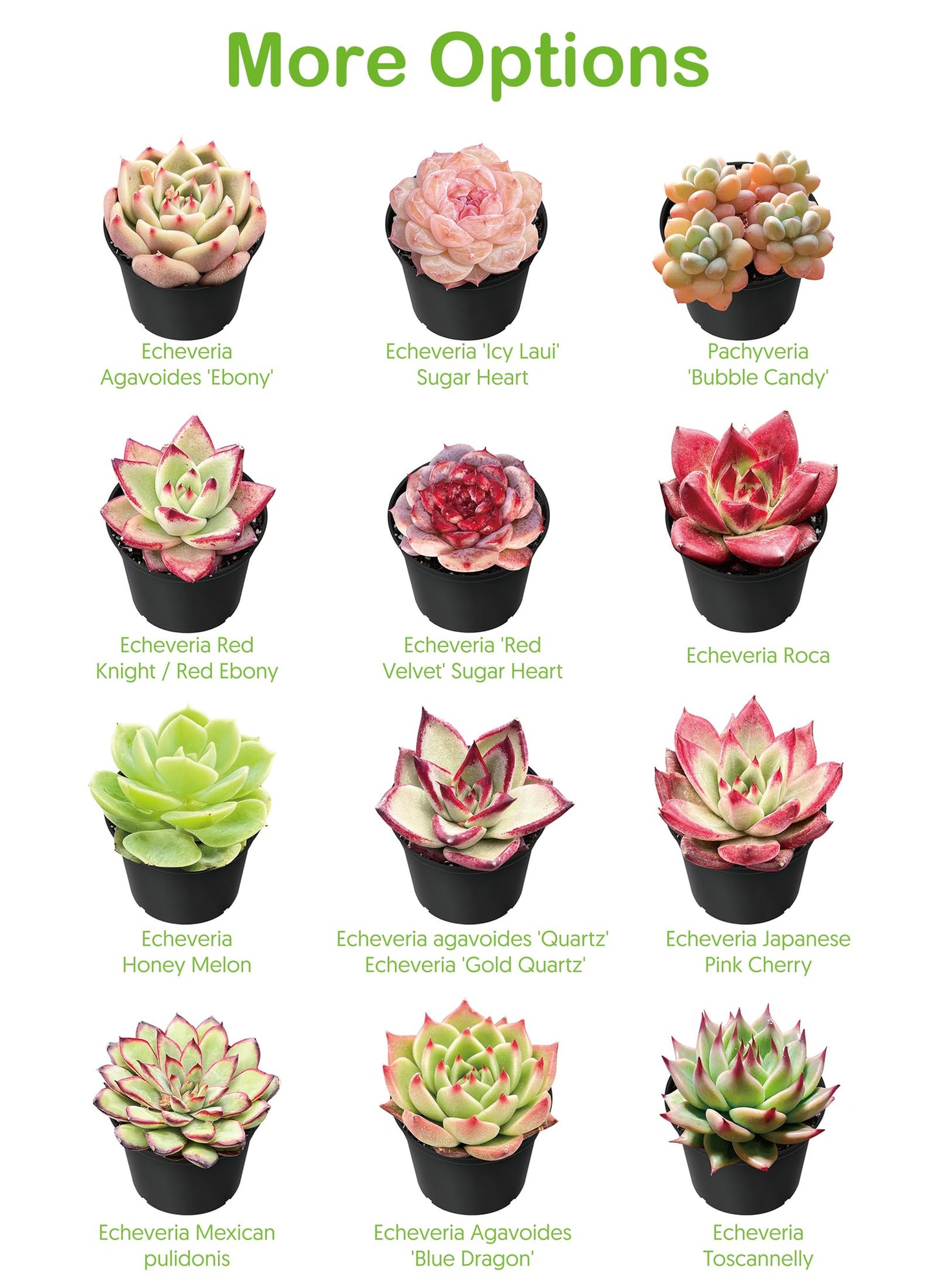 4" Live Succulent Plants Tradescantia Nanouk, Easy Care Potted Succulents, Indoor Houseplant, Unique Gifts, Home Office Décor