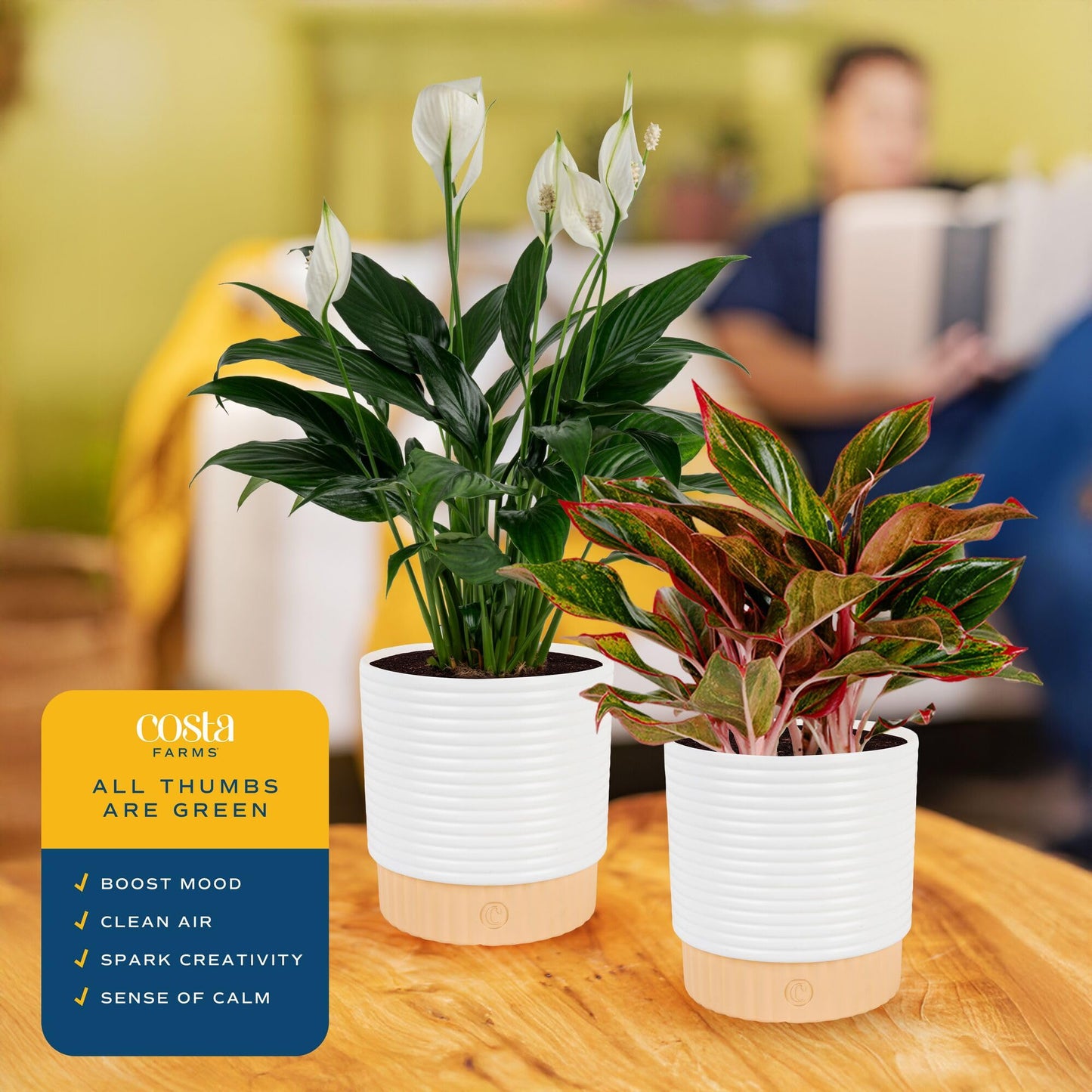 Costa Farms Live Indoor Houseplants (2 Pack) Peace Lily, Chinese Evergreen in Decor Planter Pot, Potting Soil Mix, Birthday, Housewarming Gift, 1 Foot Tall