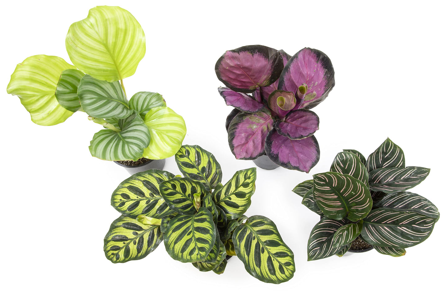 Calathea Prayer Plants Live House Plants Kit (4 PK), Calathea Plant Live Indoor Plant & Money Tree Plant Indoor House Plants, Chinese Money Plant Decor, Bonsai Tree Feng Shui Décor