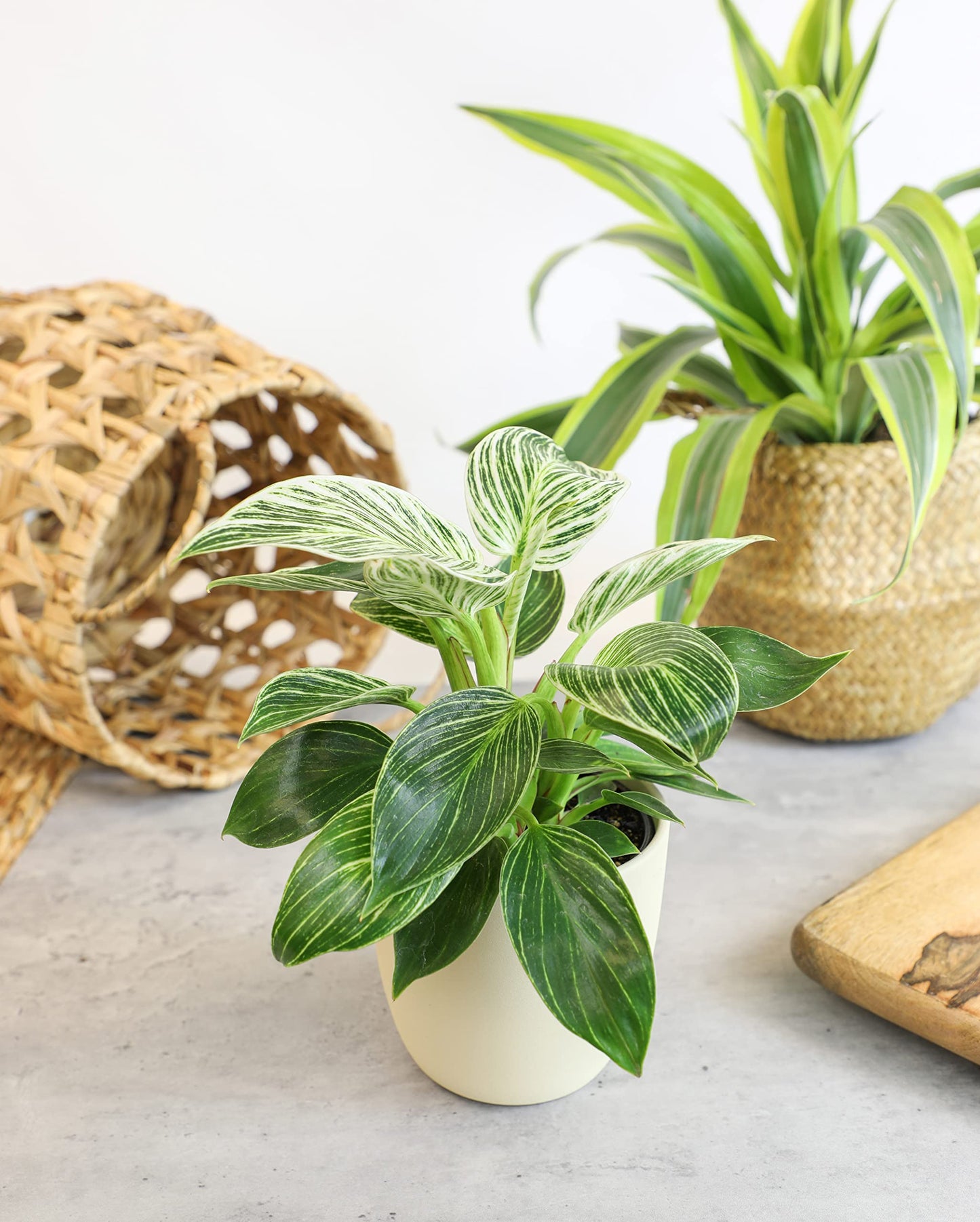Real Philodendron Plant Variety Pack (Includes 4 Live Plants) in 4.25" Grower Pots, Easy to Grow Air Purifying Philodendrons, Seasonal Surprise Box, Easy & Popular Houseplants by Plants for Pets