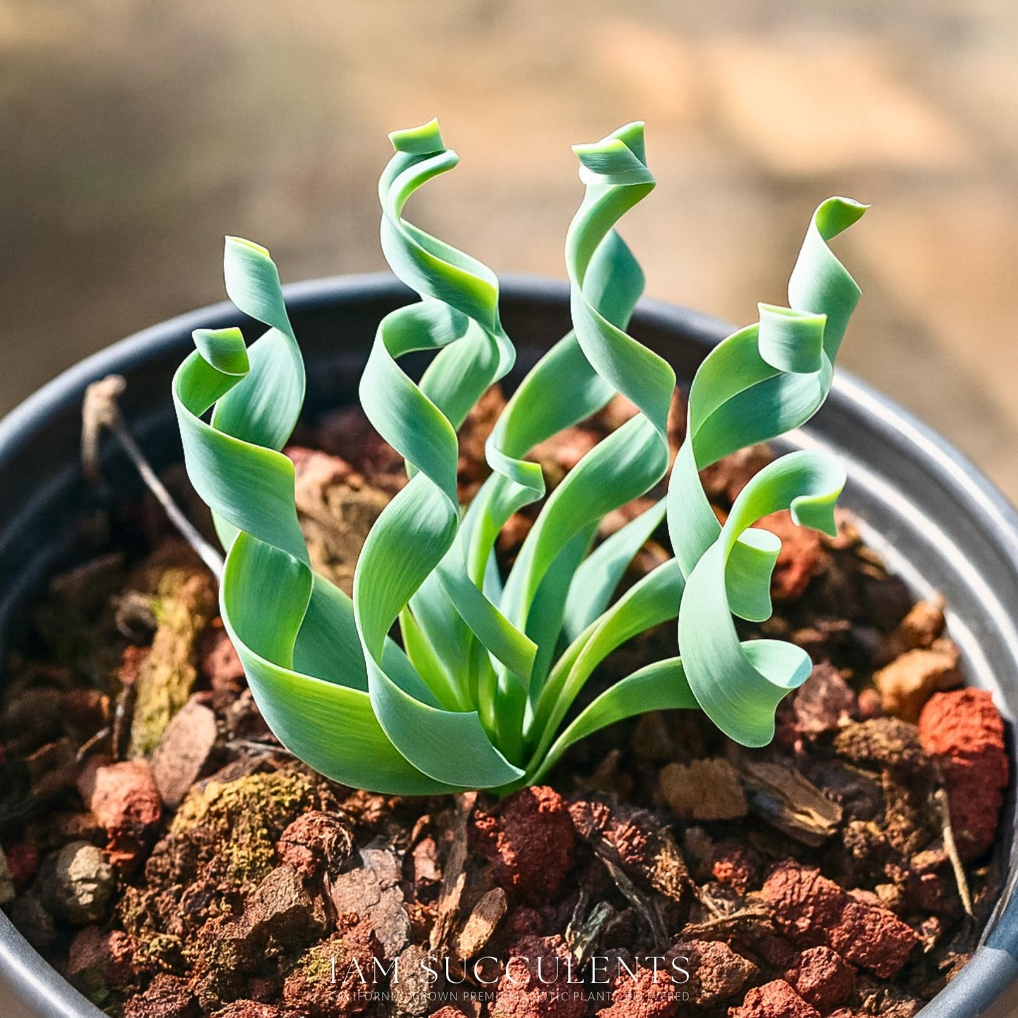 Albuca concordiana – Rare Spiral Albuca Bulb – Unique Curly Leaf Succulent – Easy Care Indoor/Outdoor Plant – One Bulb/Plant Only – Grown from California-Based Nursery – by 1am Succulents