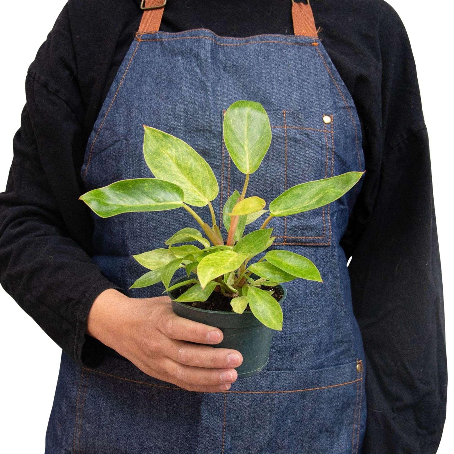 Philodendron Painted Lady Live Plant for Indoor | Different Houseplants in 4'' & 6'' Pot | Real House Plant for Living Room, Office, Desk & Bathroom | Emerald Queen Plant