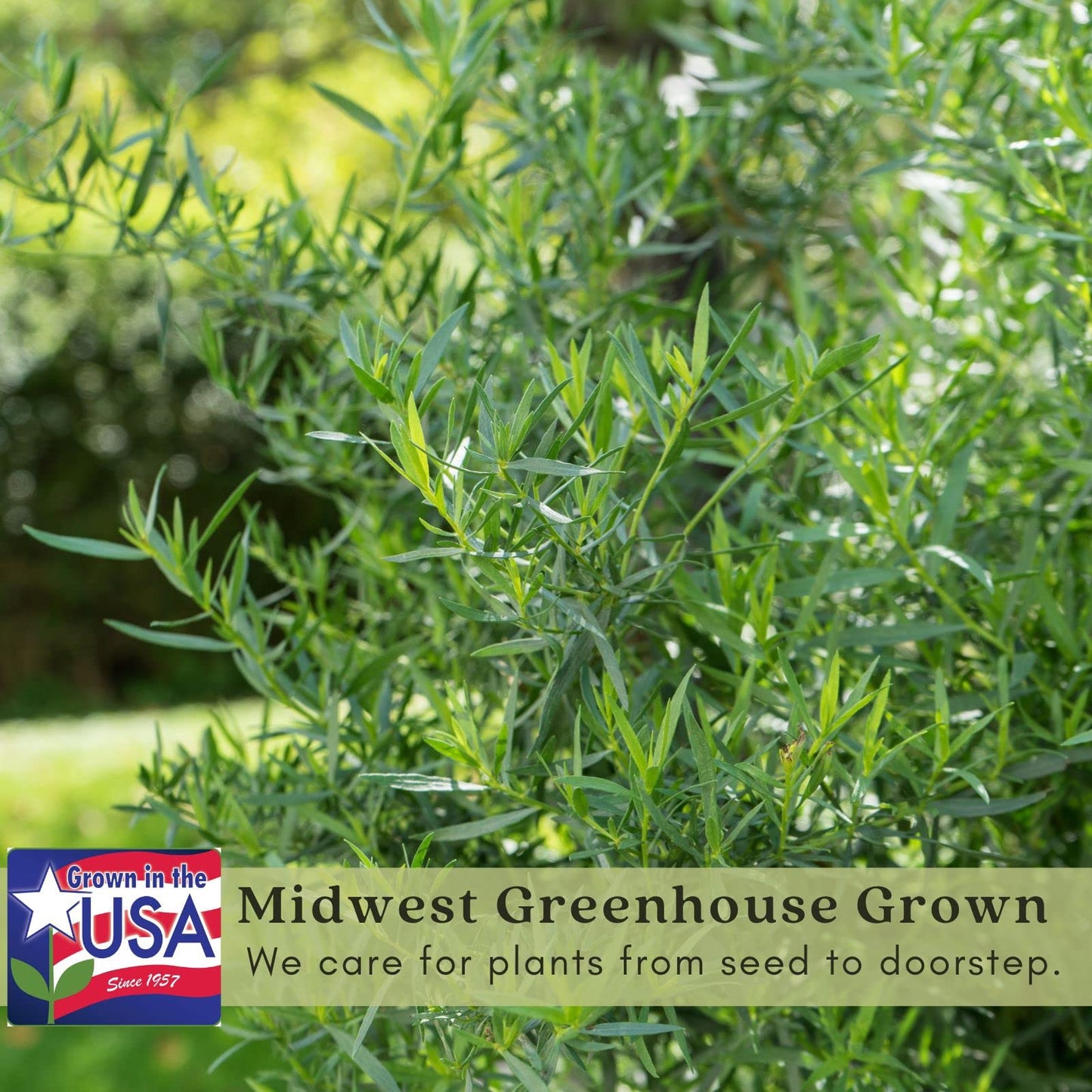 Clovers Garden French Tarragon Herb Plants - Two (2) Live Plants – Non-GMO - Not Seeds - Each 4" to 8" Tall – in 4" Inch Pots - Propagated from Authentic French Plants
