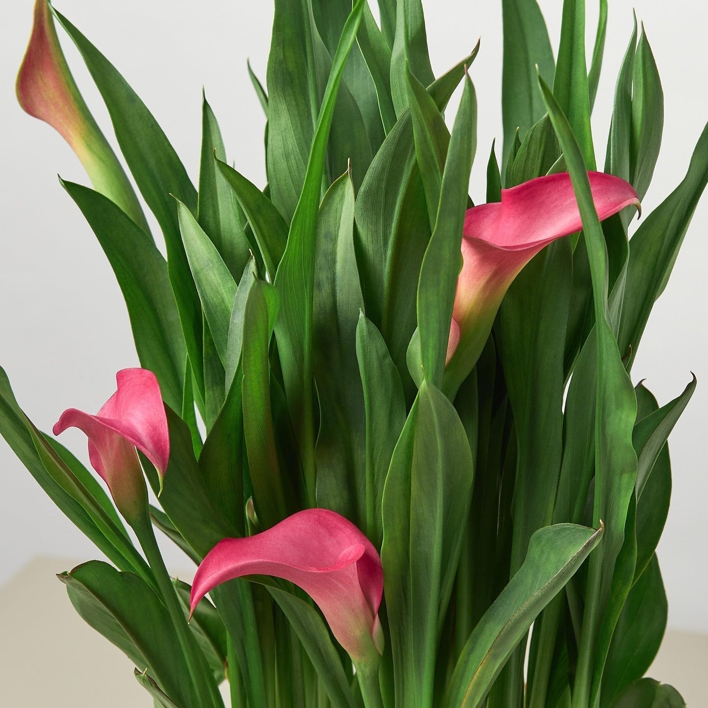 Calla Lily | Live Plant for Indoor & Outdoor | for Living Room, Office, Bathroom | (4" Pot)