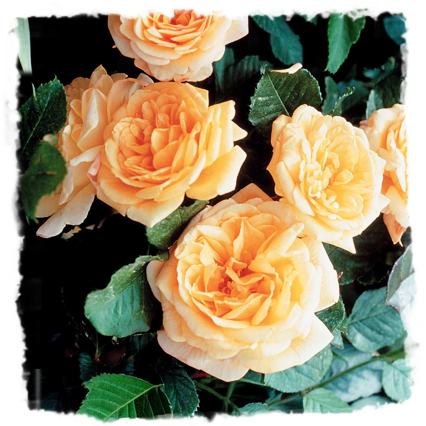 Garden Sun Climbing Rose Bush, Apricot Peach Flowers, Own Root 1.5 Gallon Potted Live Plant, Stargazer Perennials