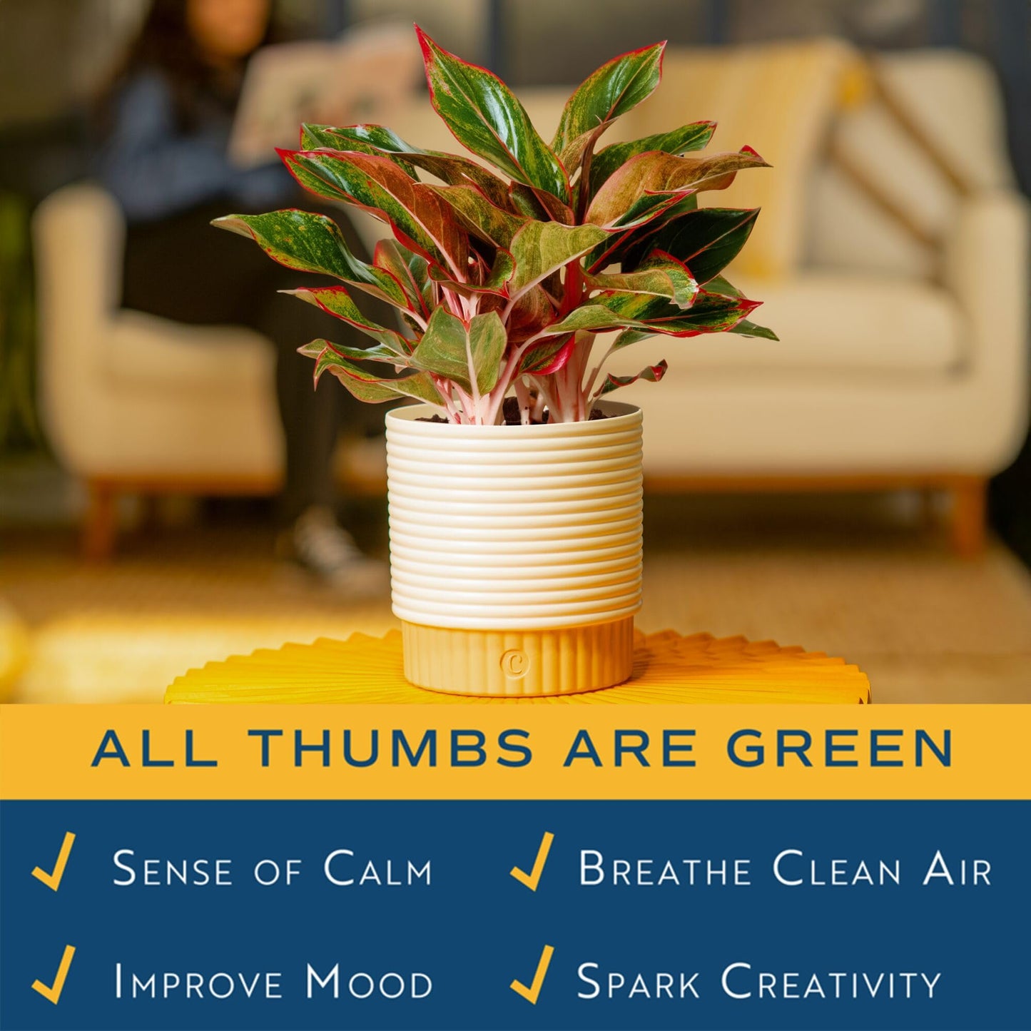 Costa Farms Chinese Evergreen Live Plant in Decorative Pot, Easy to Maintain, Air Purifying Indoor Houseplant, Home, Room, or Office Decor, House Warming or Birthday Gift, 12-18 Inches Tall