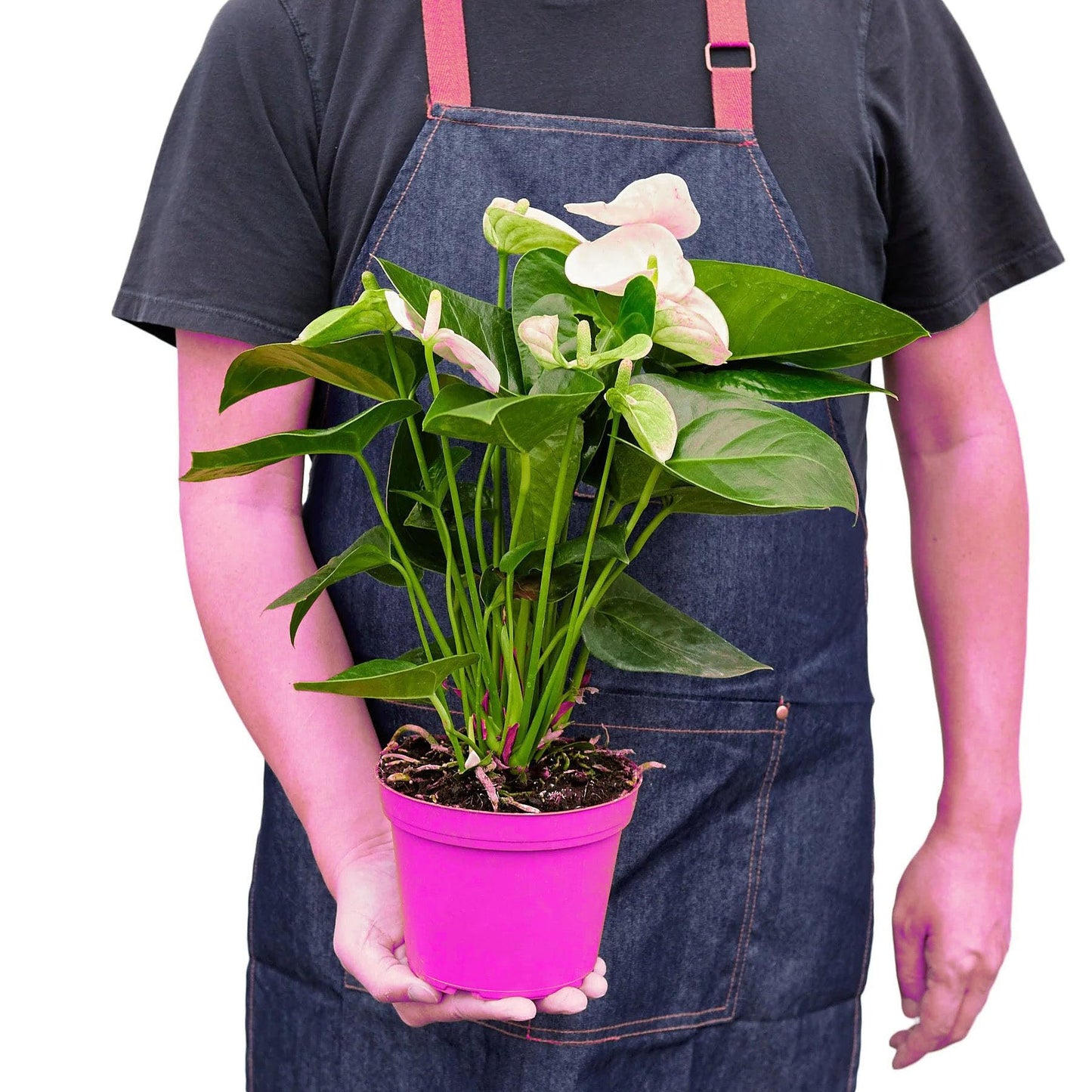 Anthurium 'White' in 6in Pot - Live Tropical Houseplant - Easy to Grow | Variegated | USA Growers | The Snobby Leaf