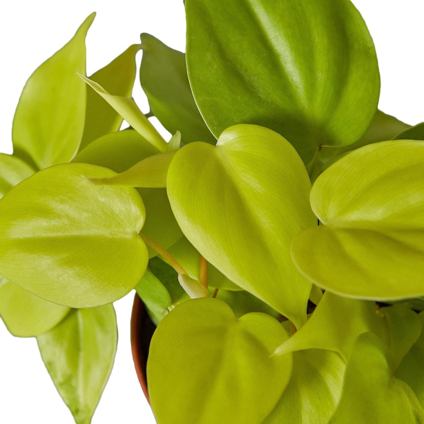 Philodendron Cordatum Neon | Live Plant for Indoor & Outdoor | for Living Room, Office, Bathroom | (4" Pot)