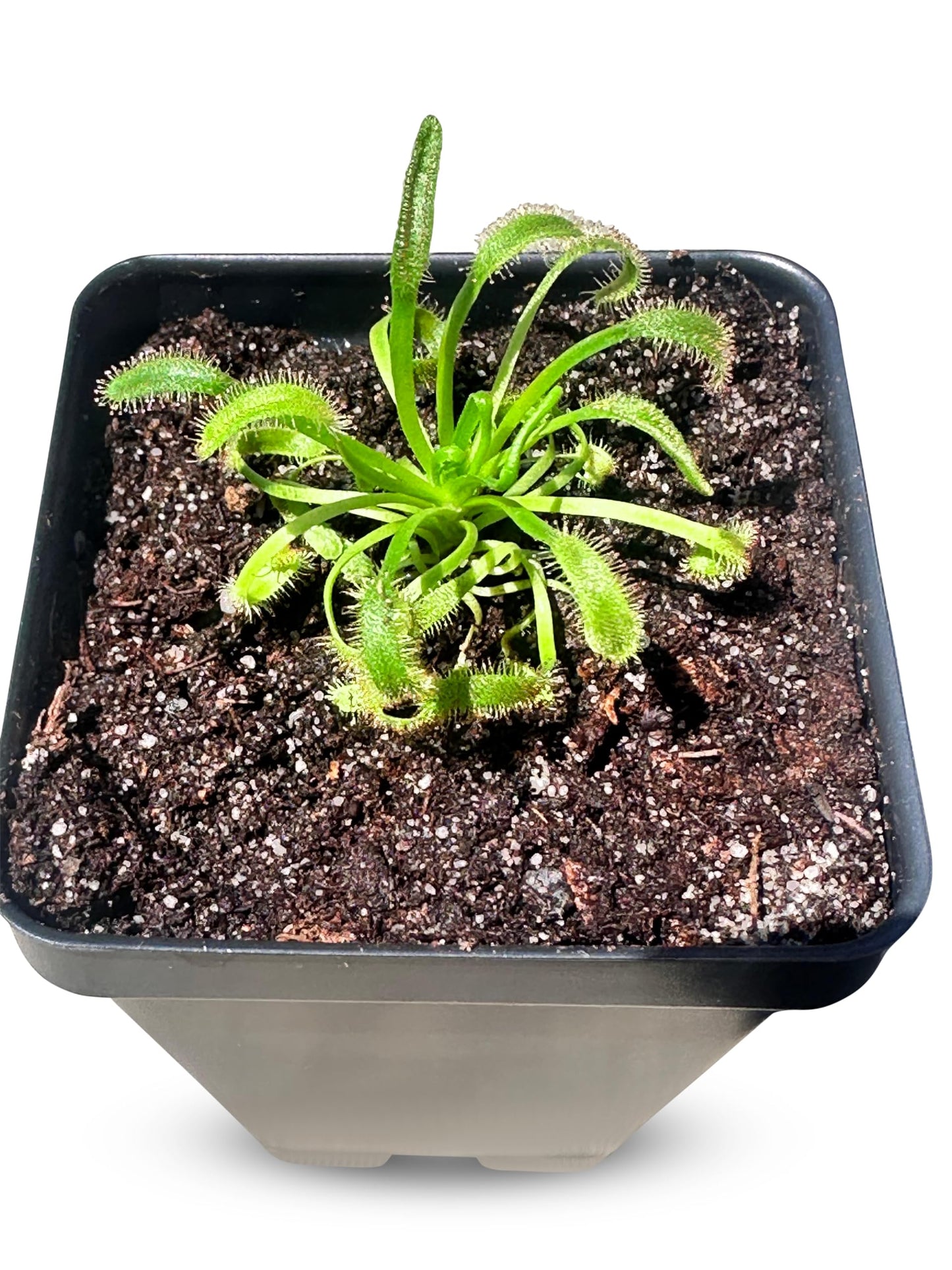 Cape Sundew (Drosera capensis) – Carnivorous Plant with Pot, Easy Indoor Grow Kit for Beginners & Nature Enthusiasts