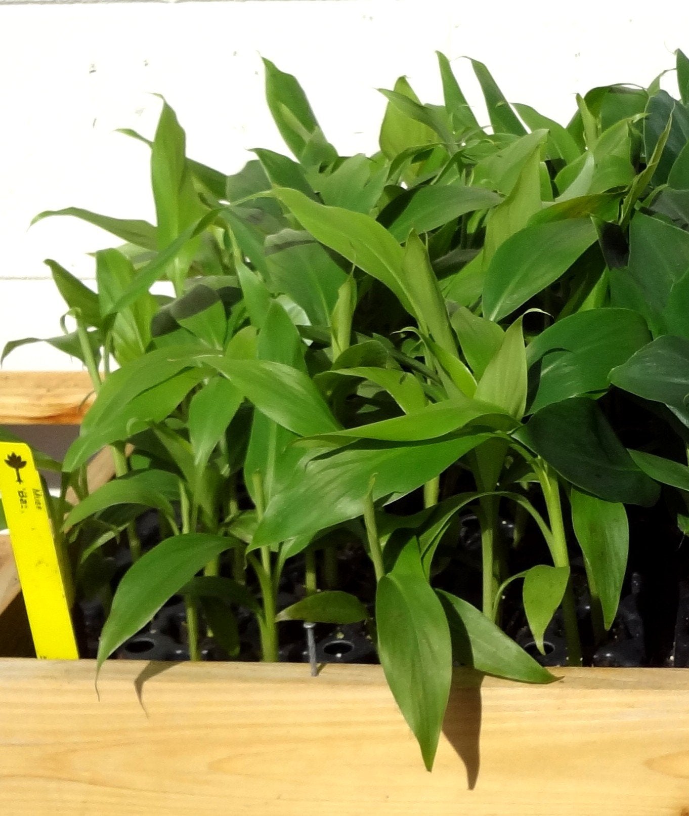 Banana Plants Basjoo Includes Four (4) Plants Cold Hardy