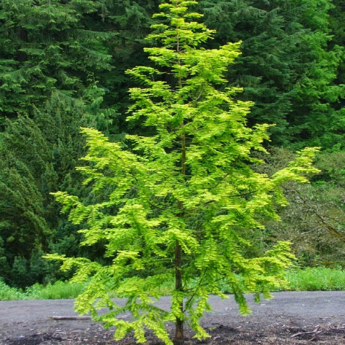 Live Plant - Dawn Redwood Tree - Live Plant - 8-12" Tall Seedling - Quart Pot - Ships Potted