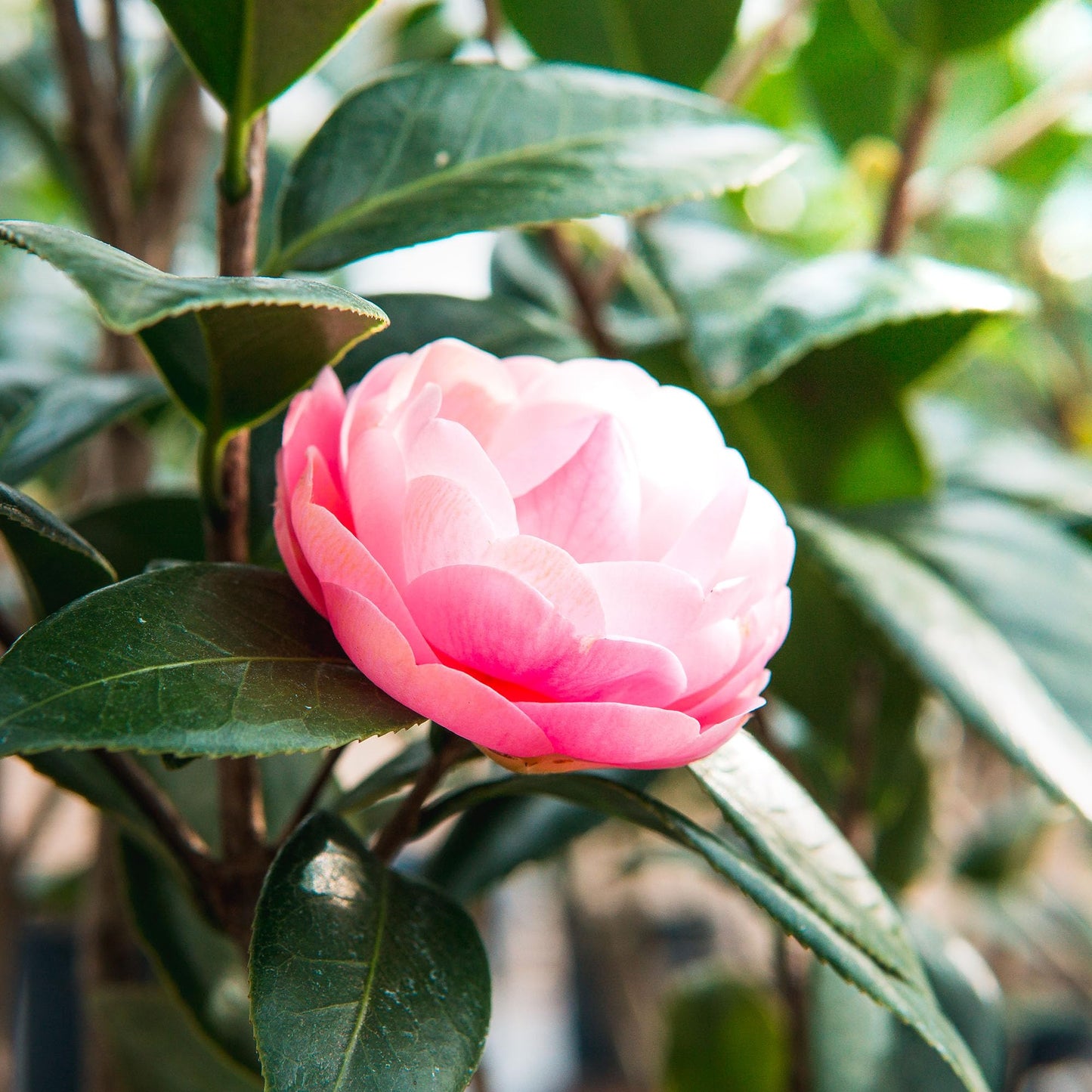Perfect Plants Pink Perfection Camellia Bush 1 Gallon | Live Shrub for Outdoor Planting | Evergreen Foliage Stays Green All Year Long | Beautiful Pink Flowers in Spring