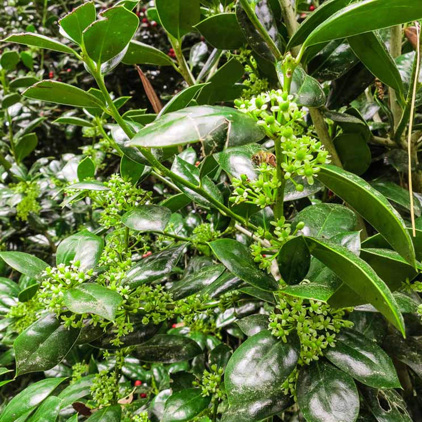 Dwarf Burford Holly 1 Gallon