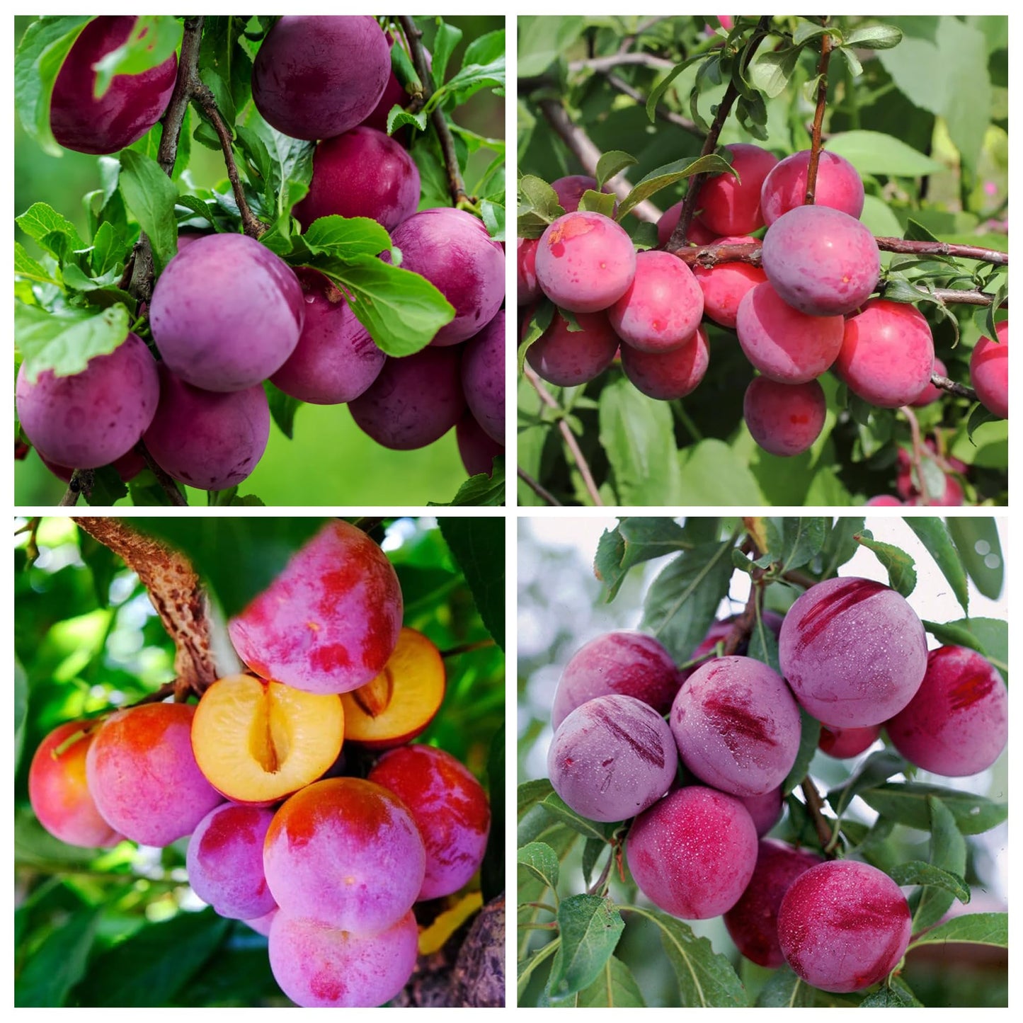 150+ Tropical Beach Plum Fruit Tree Seeds for Planting Outdoor- Non-GMO Heirloom Prunus Maritima Growing Your Own Delicious Fruit in Garden