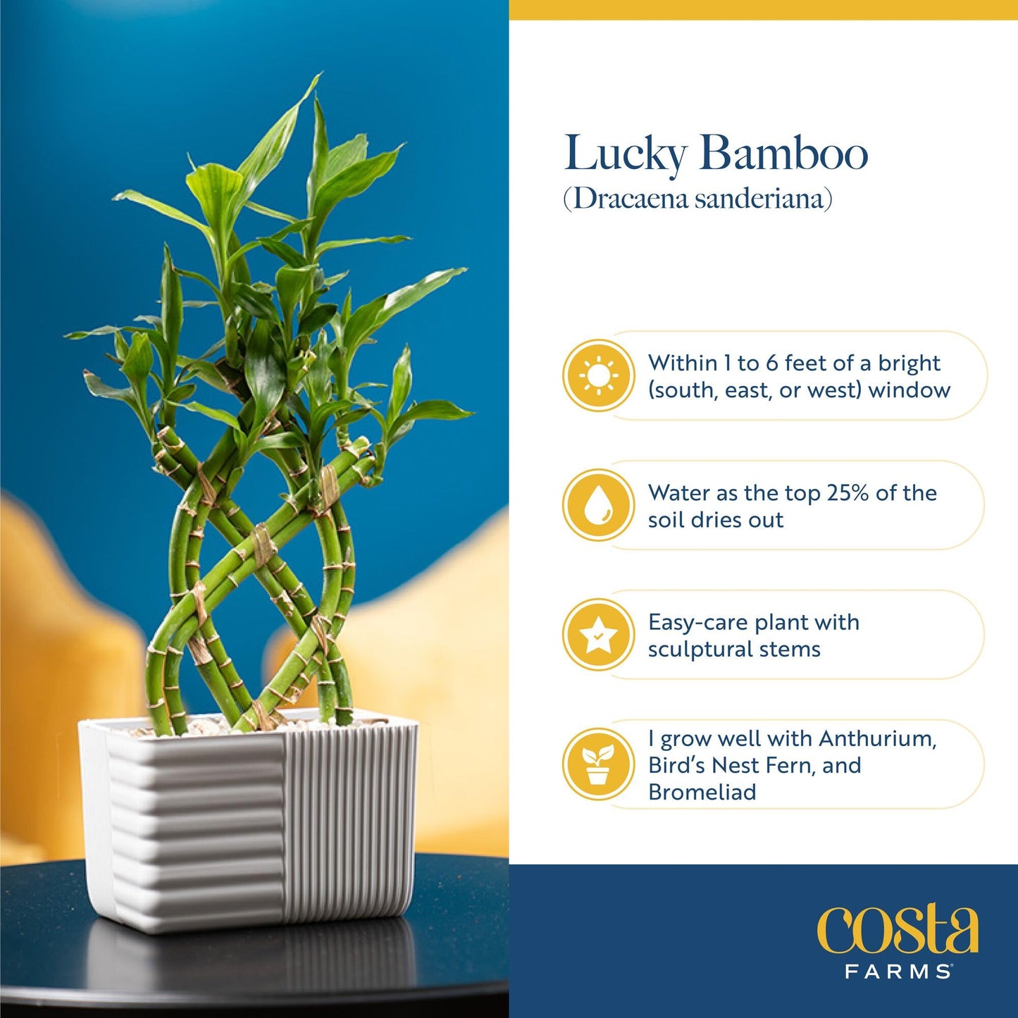 Costa Farms Lucky Bamboo Live Plant in Decorative Pot, Easy to Maintain Indoor Houseplant, Perfect for Home, Room, or Office Decor, Great House Warming or Birthday Gift, 12-15 Inches Tall