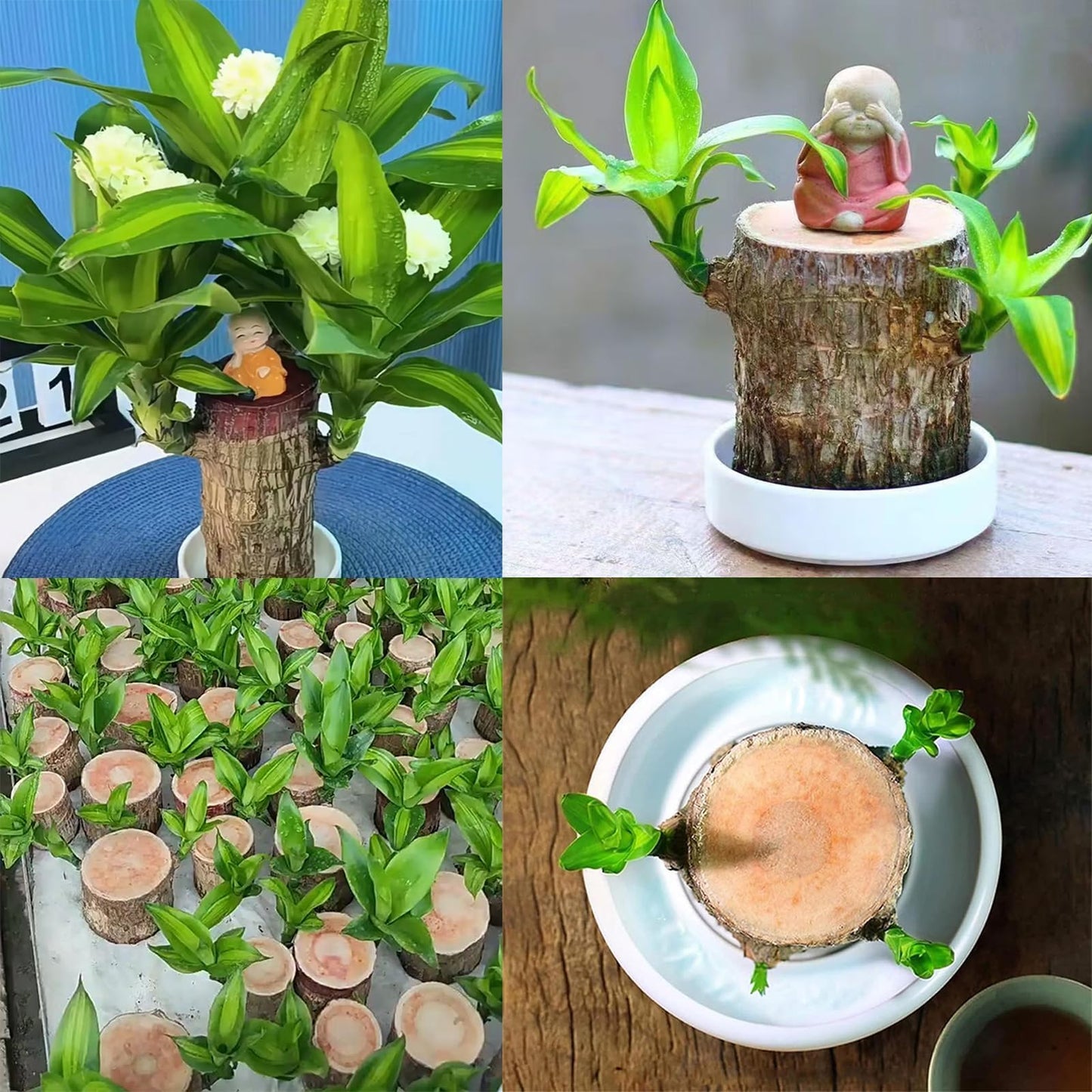 Live Brazilian Lucky Wood Kit with Modern Base & 2 Decorations - Indoor Good Luck House Gift for Home Office Desk Decor - Easy Grow Housewarming Gift