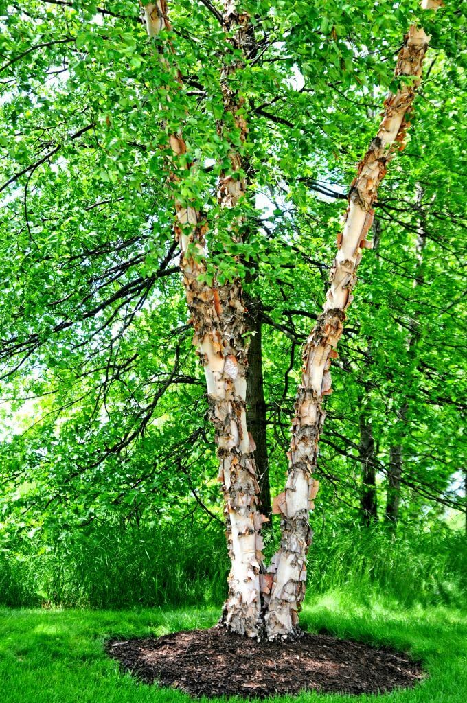 Live Plant - 3 River Birch Trees - 24-36" Tall Live Plants, Bareroot Seedlings - Betula nigra